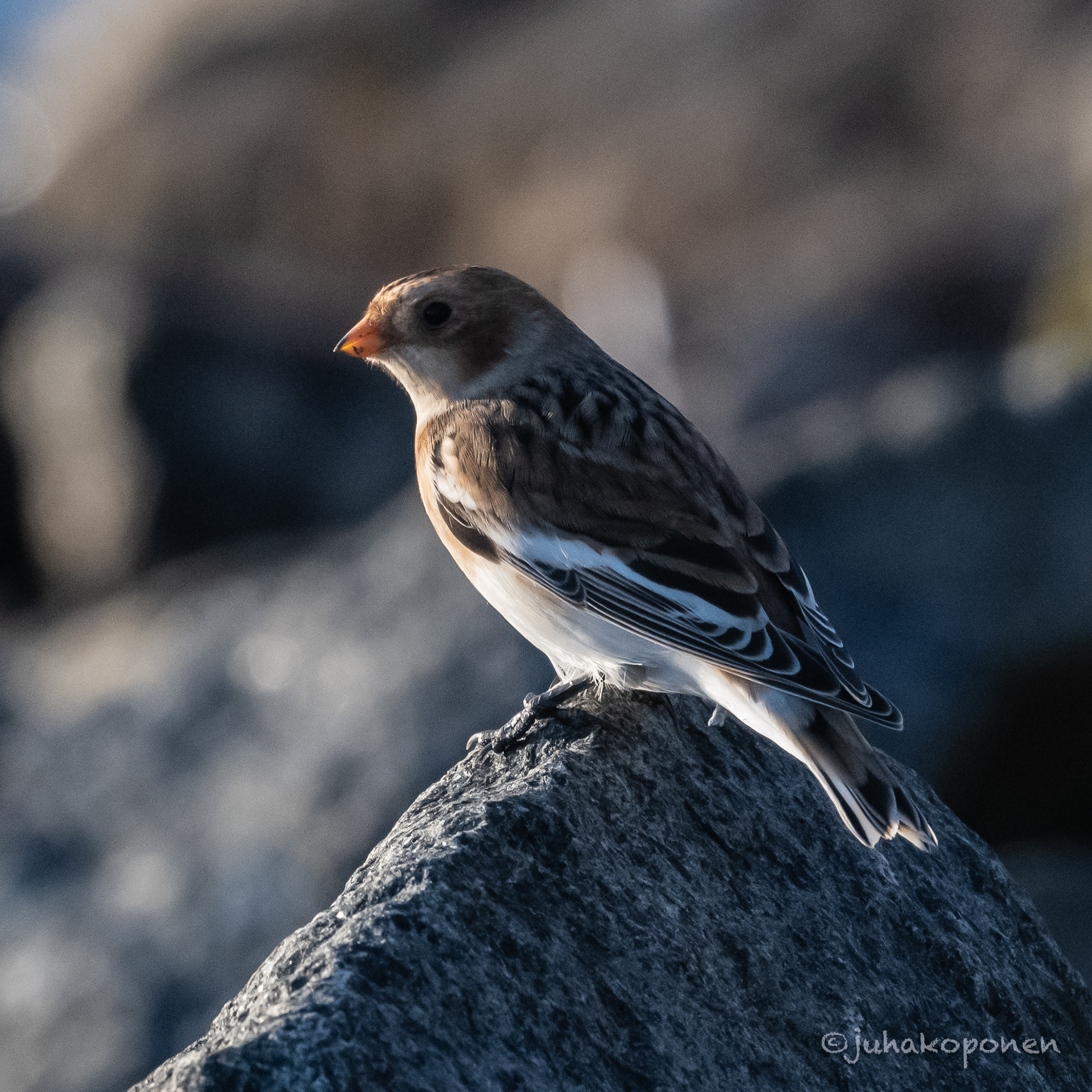 pulmunen 2021 snow bunting