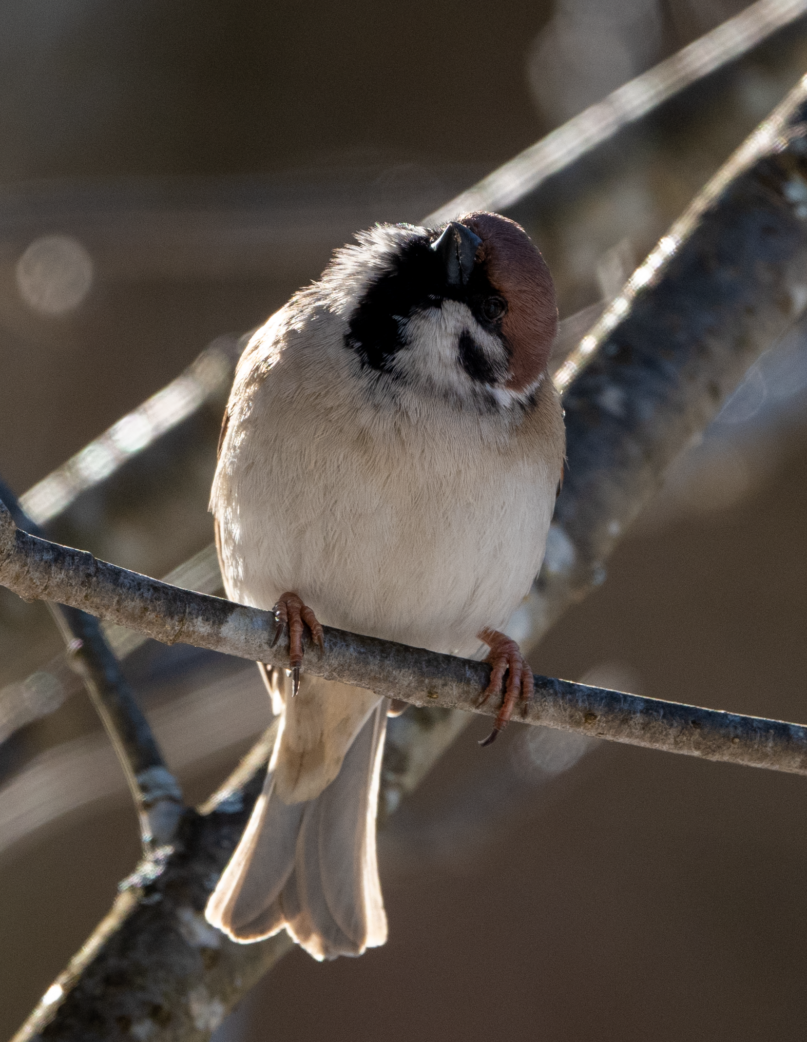 pikkuvarpunen lapinlahti maaliskuu 2020 Eurasian Tree Sparrow