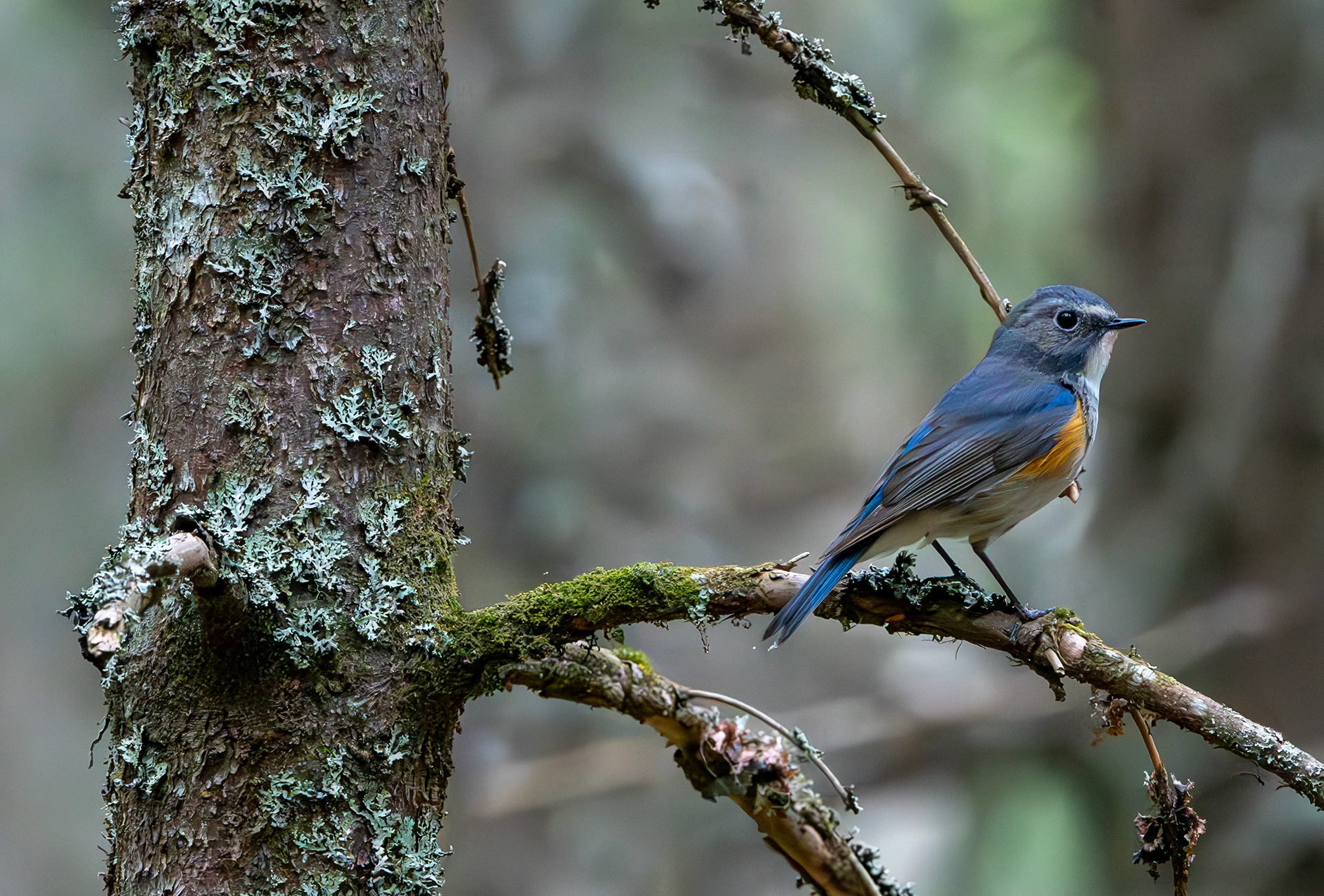 sinipyrstö kuopio puijo 2024 red-flanked bluetail