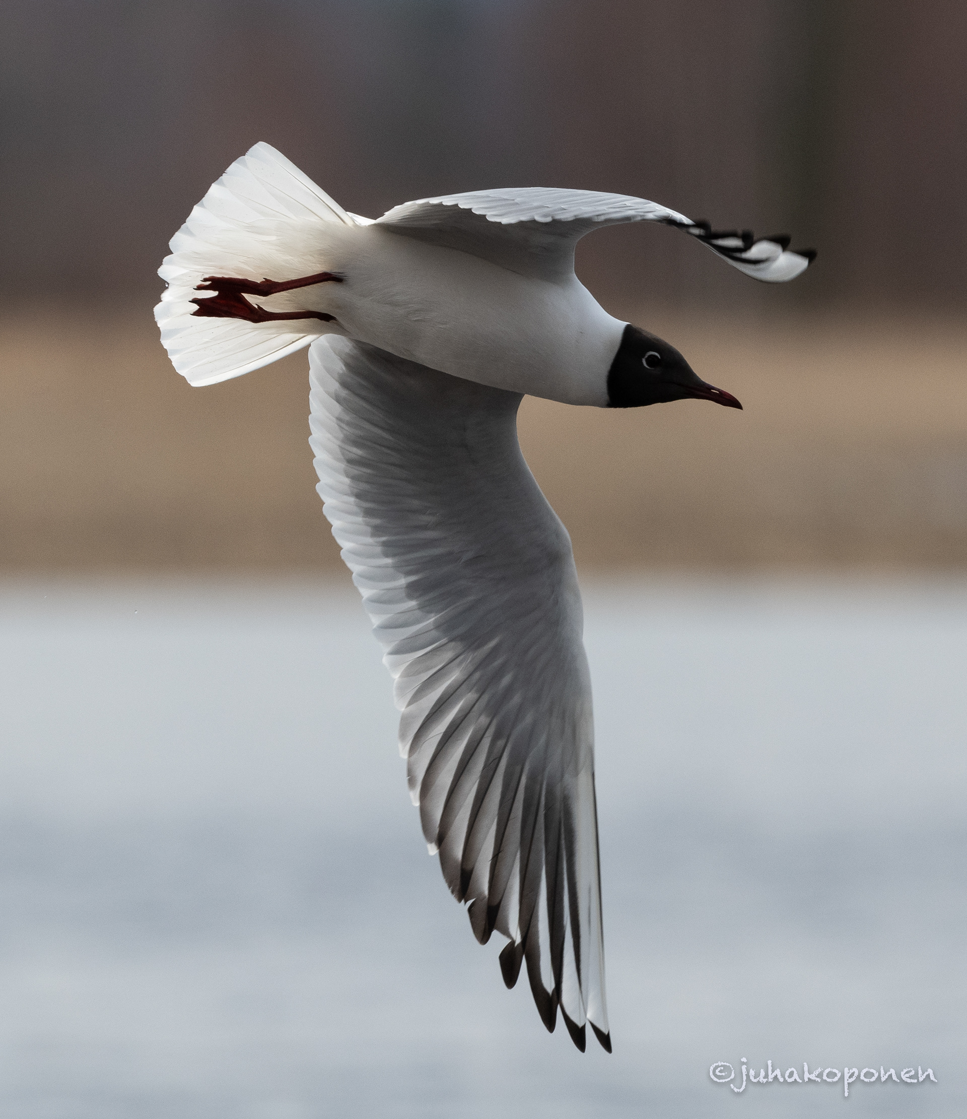 naurulokki lapinlahti 2021 black-headed gull