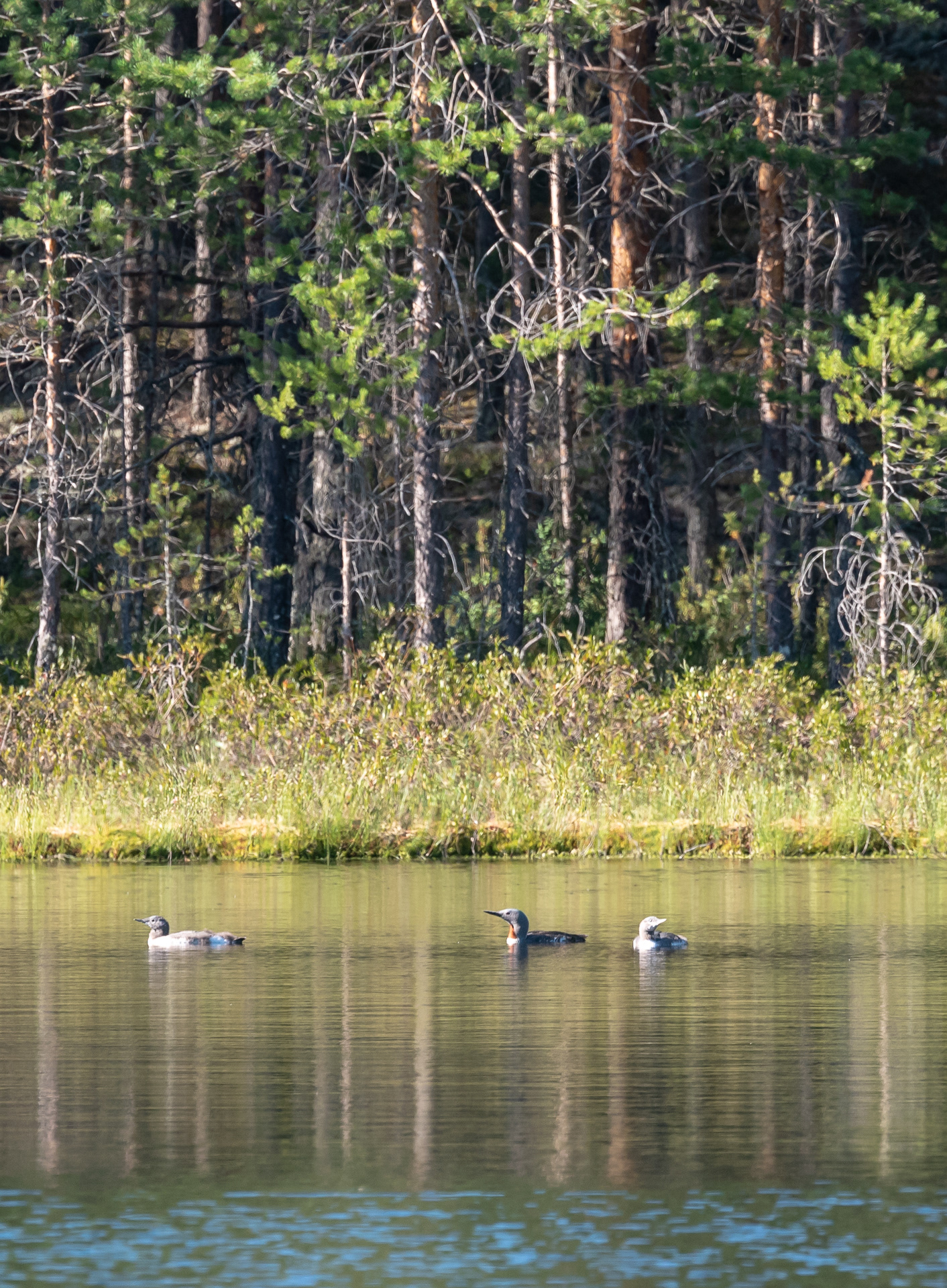 kaakkuri suonenjoki 2019 Red-throated diver