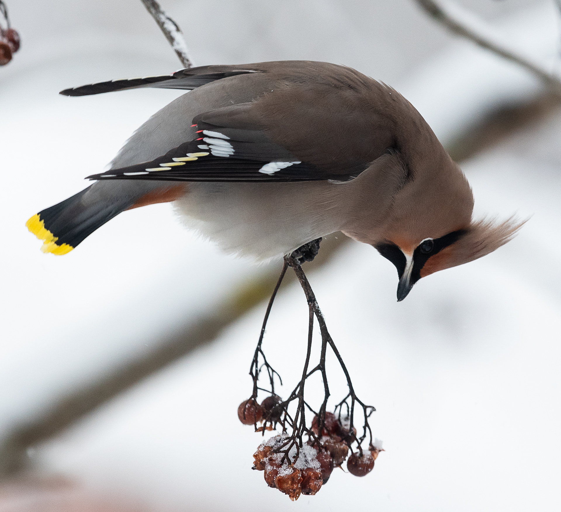 tilhi lapinlahti 2018 waxwing