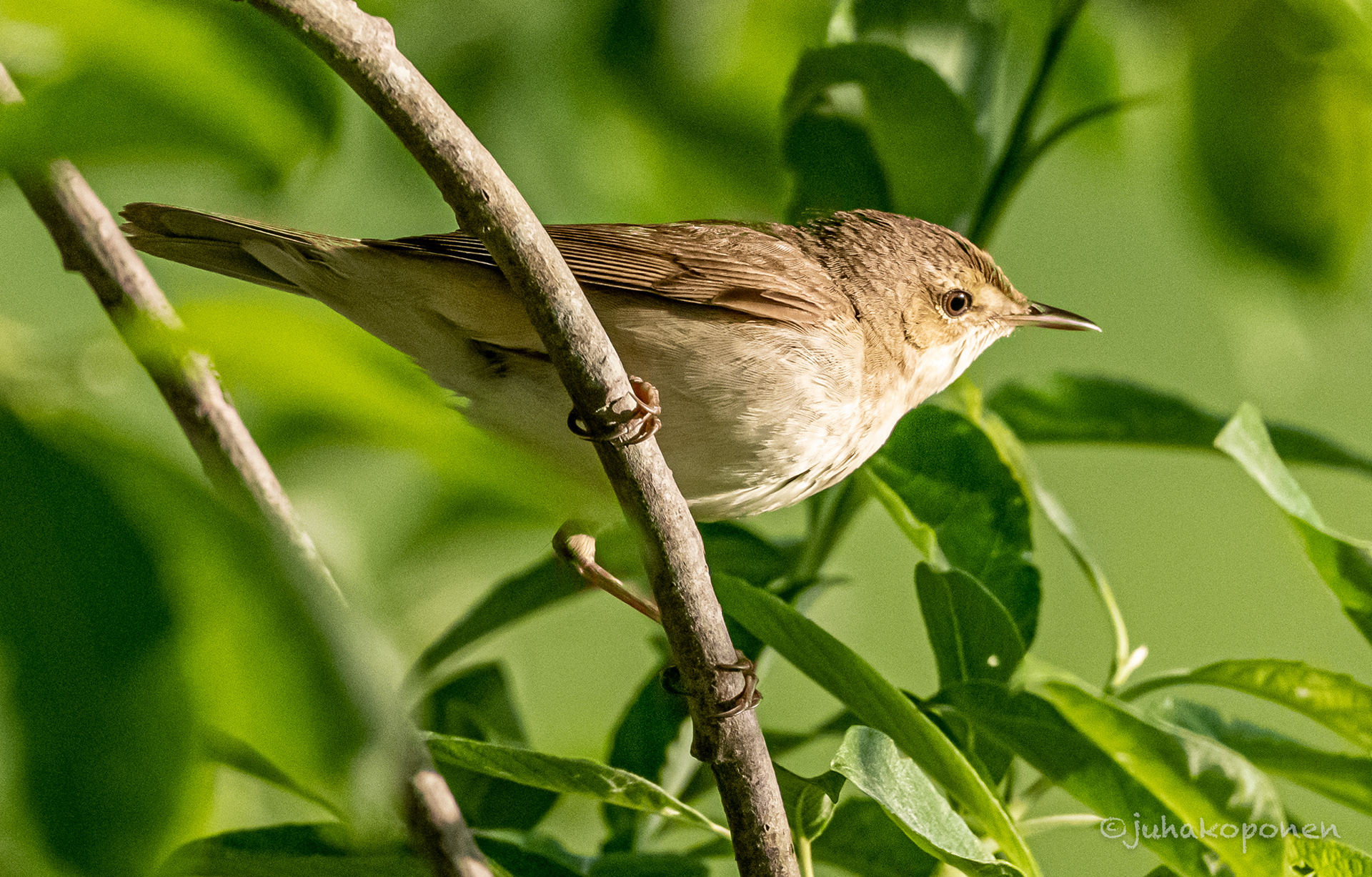 luhtakerttunen lapinlahti 2021 marsh warbler