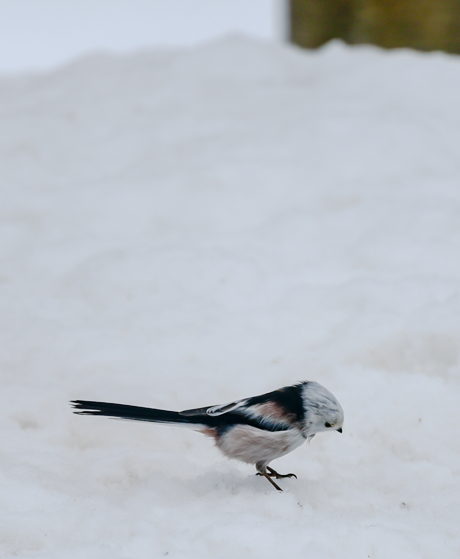 Pyrstötiainen Lapinlahti huhtikuu 2018 Long-tailed Tit
