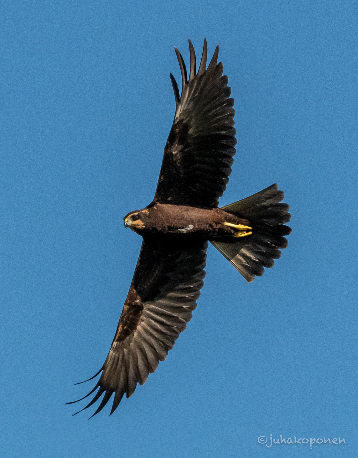nuori ruskosuohaukka lapinlahti 2021 young western marsh harrier