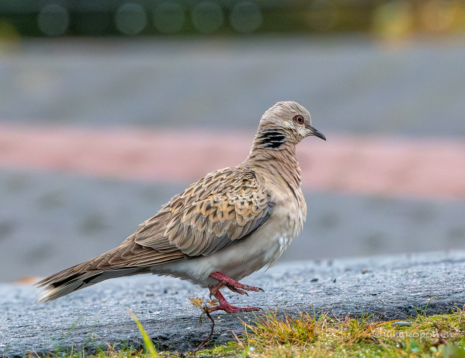 turturikyyhky kuopio 2024 turtle dove