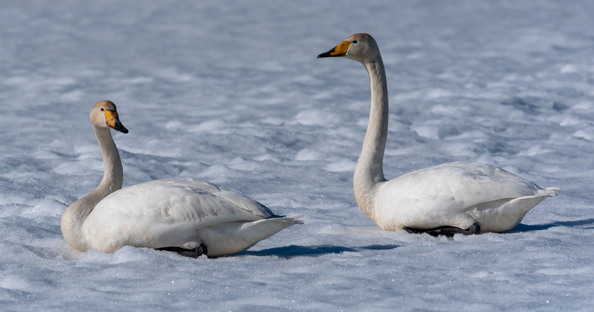 laulujoutsenet lapinlahti 2019 Whooper Swans