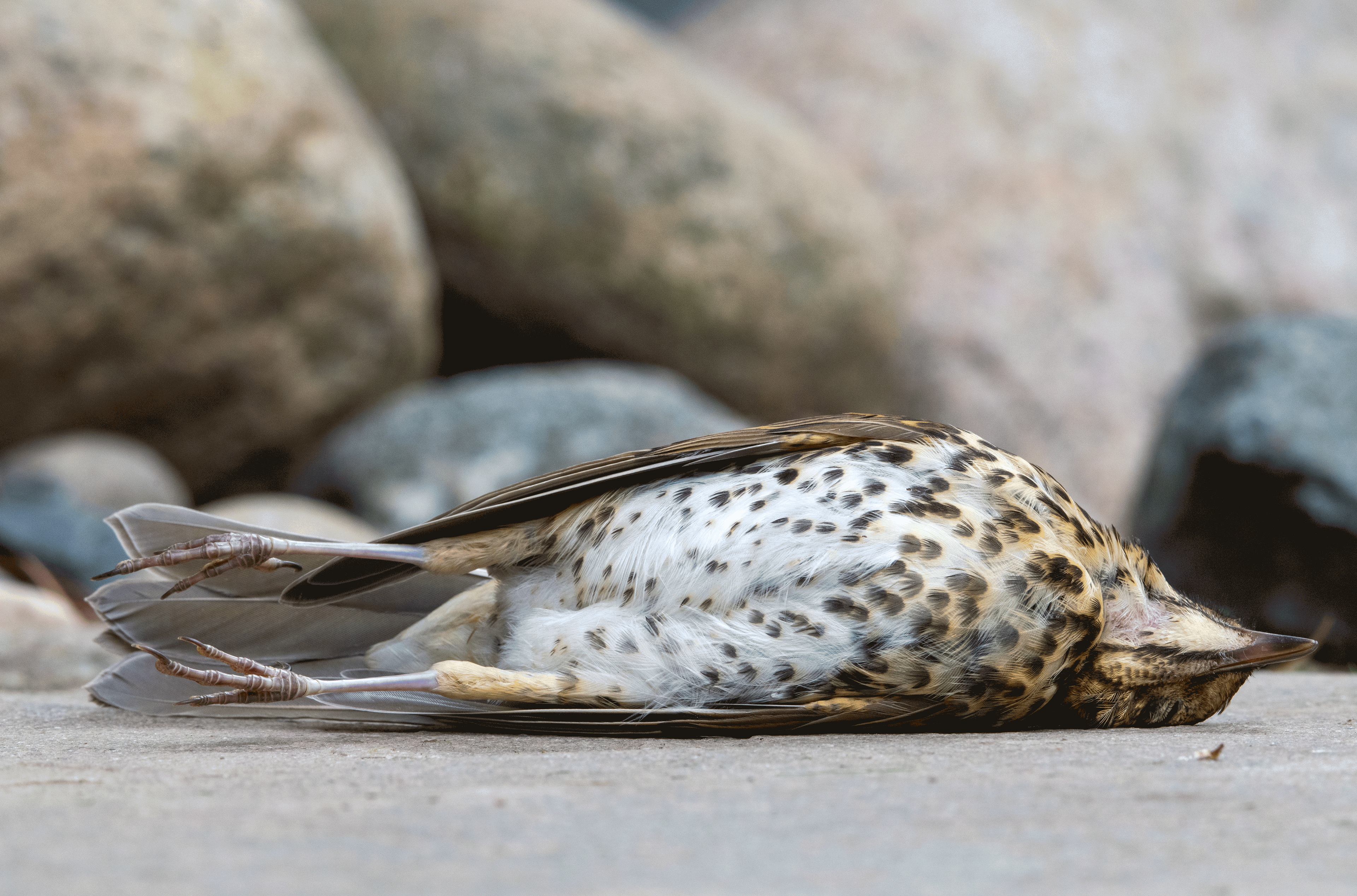 laulurastas ikkunan tappamana 2020 song thrush killed by window