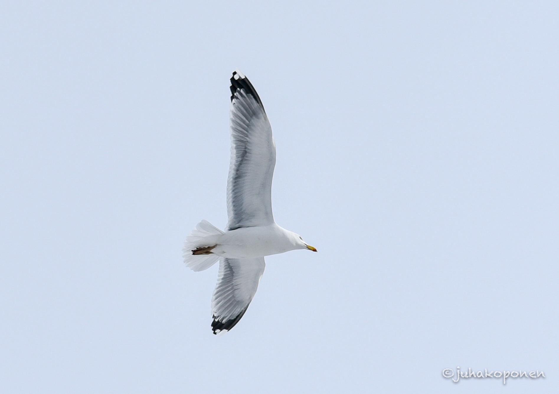 harmaalokki kuopio 2018 Herring Gull