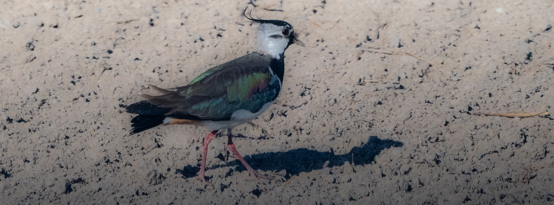 töyhtöhyyppä 2020 northern lapwing