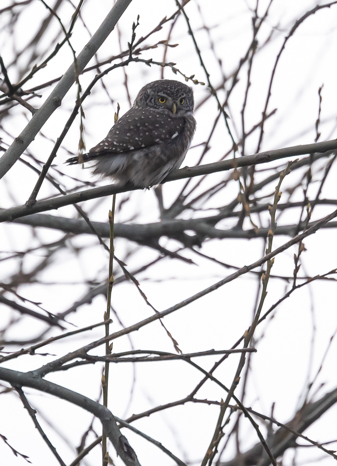 varpuspöllö silmäsuo 2019 Eurasian Pygmy Owl