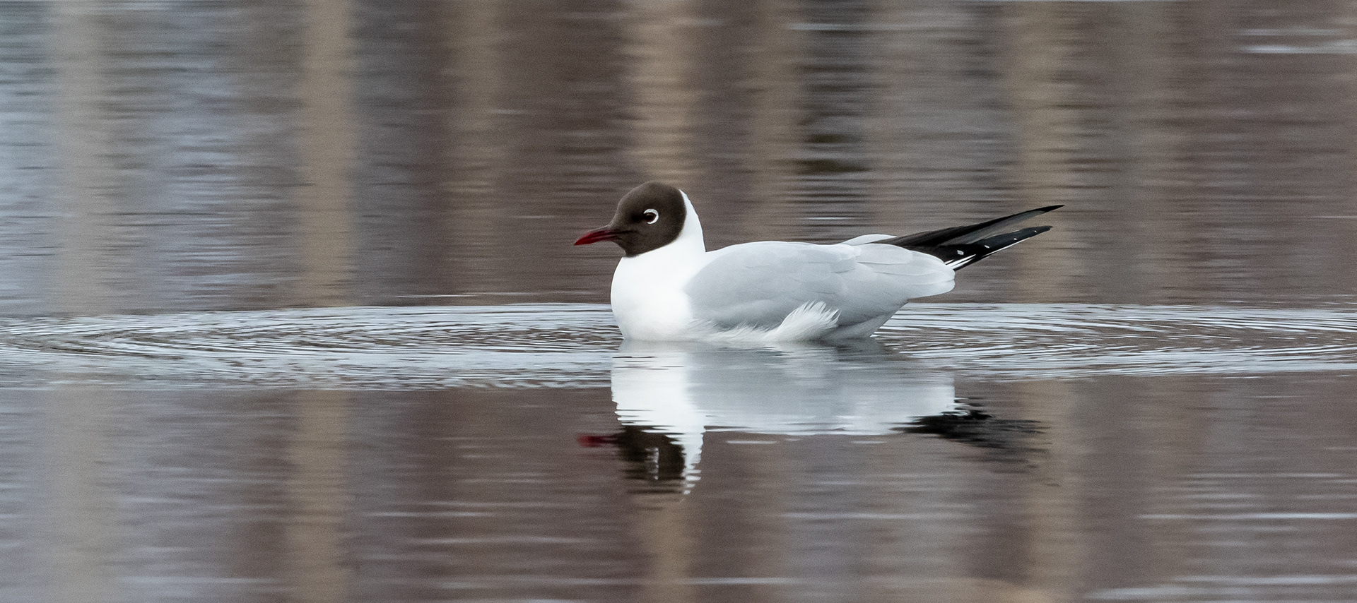 naurulokki lapinlahti 2024 black-headed gull