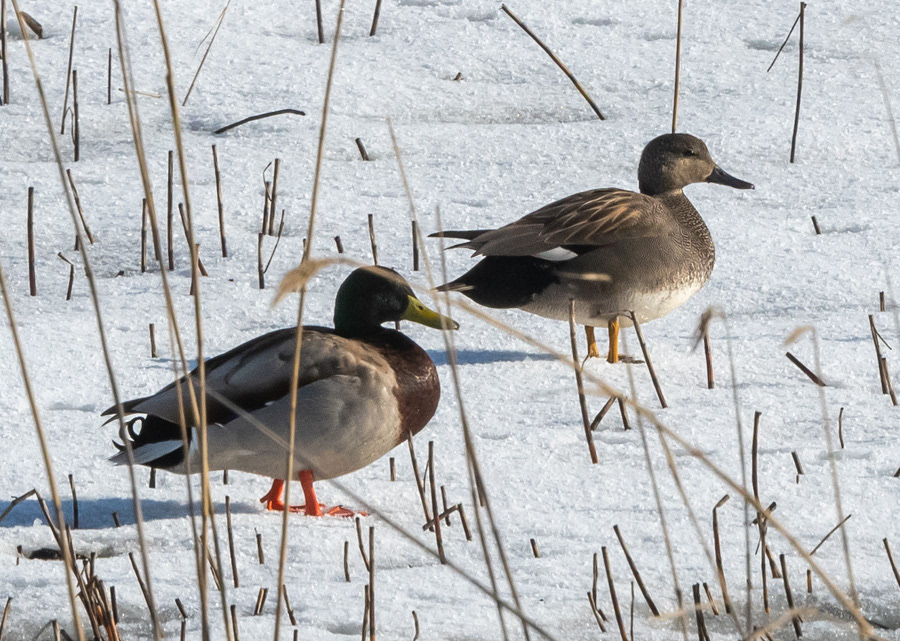 Sinisorsa ja harmaasorsa Lapinlahti 2020 Mallard and Gadwall