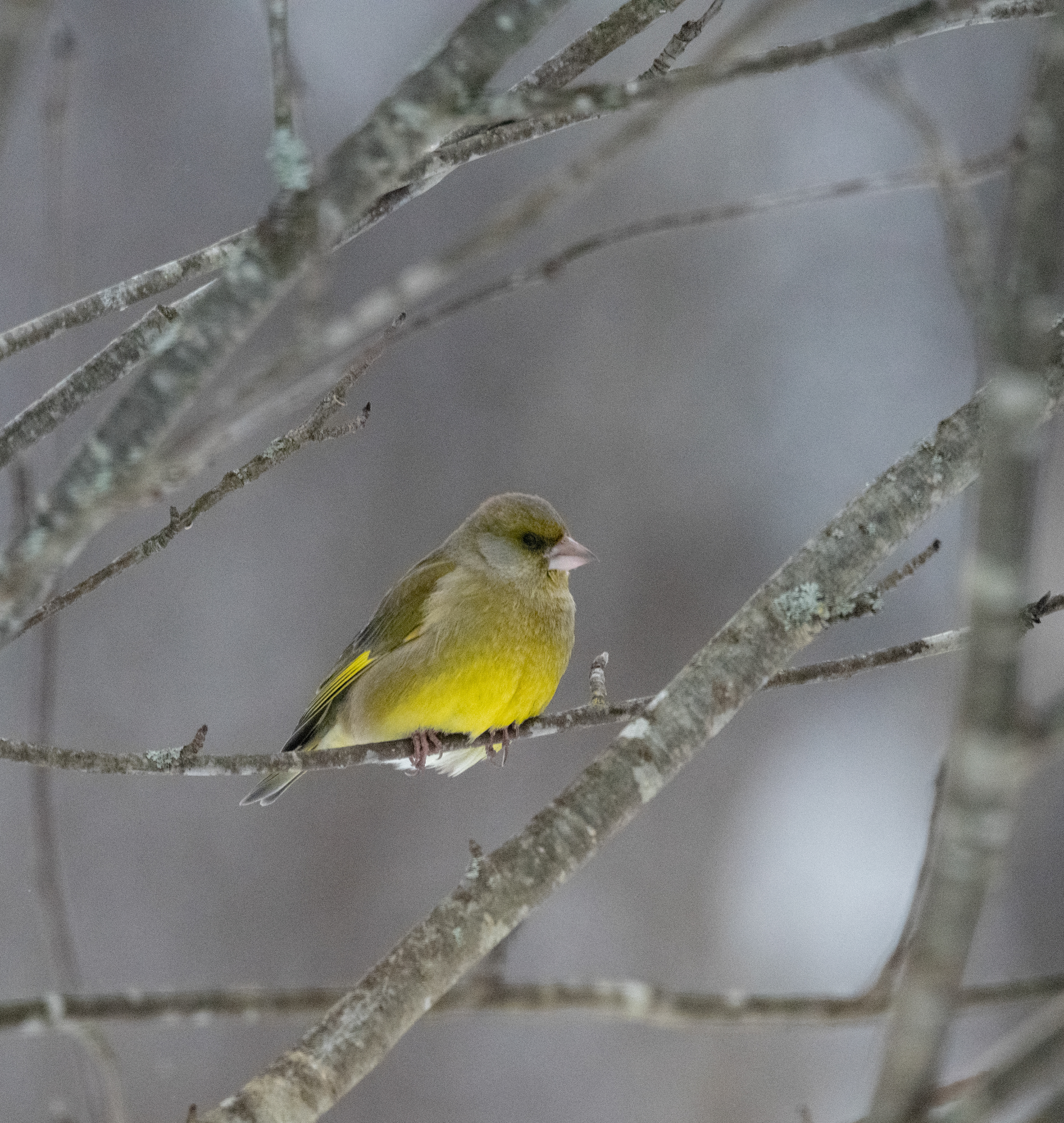 viherpeippo 2021 european greenfinch