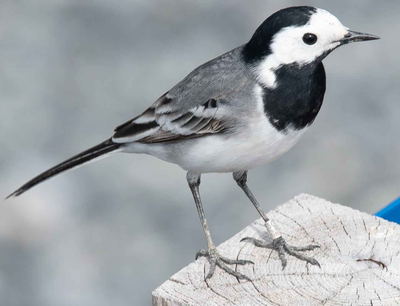 västäräkki raasio 2017 White Wagtail