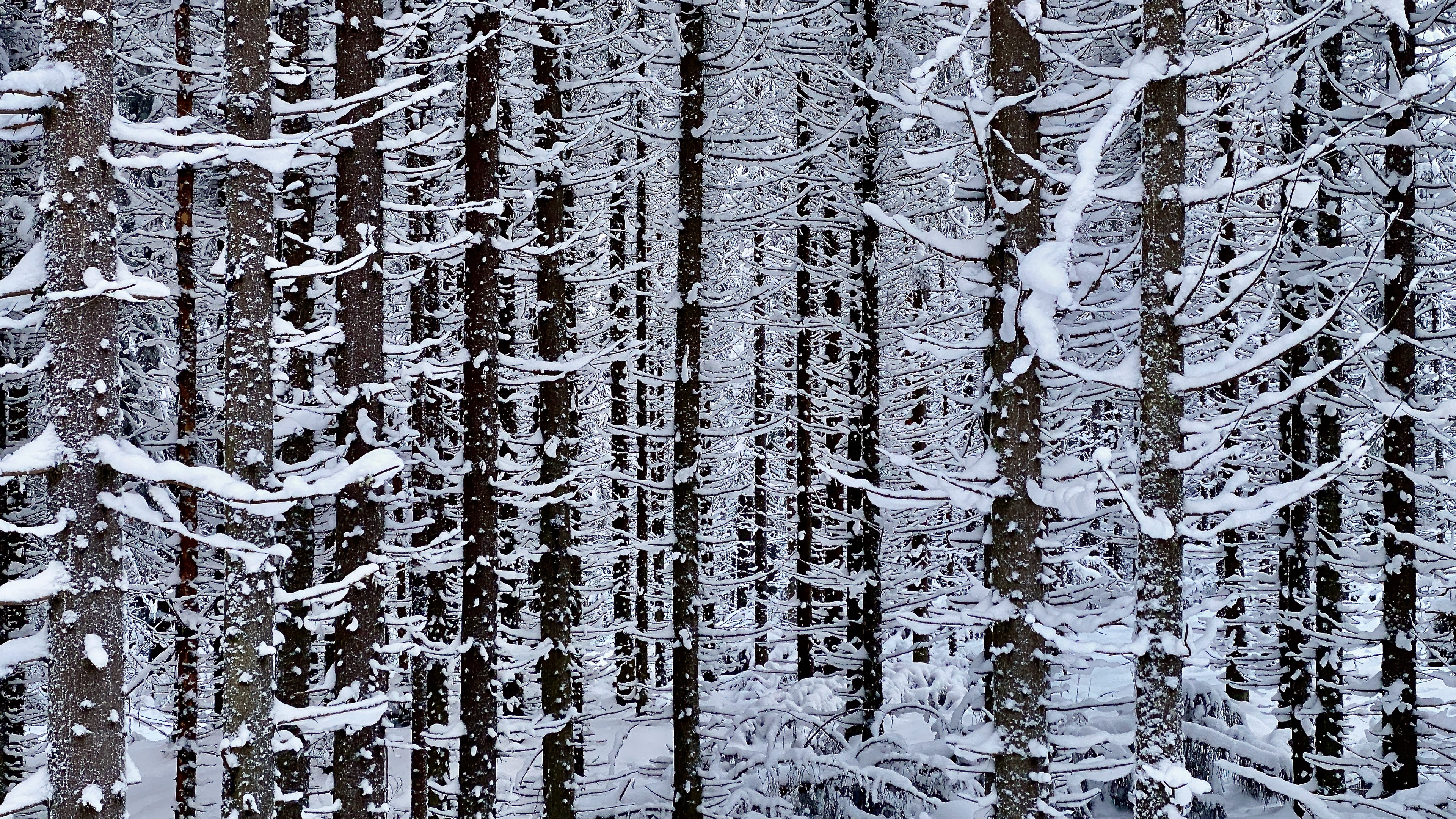 kuuset joulukuussa 2021 spruces in december
