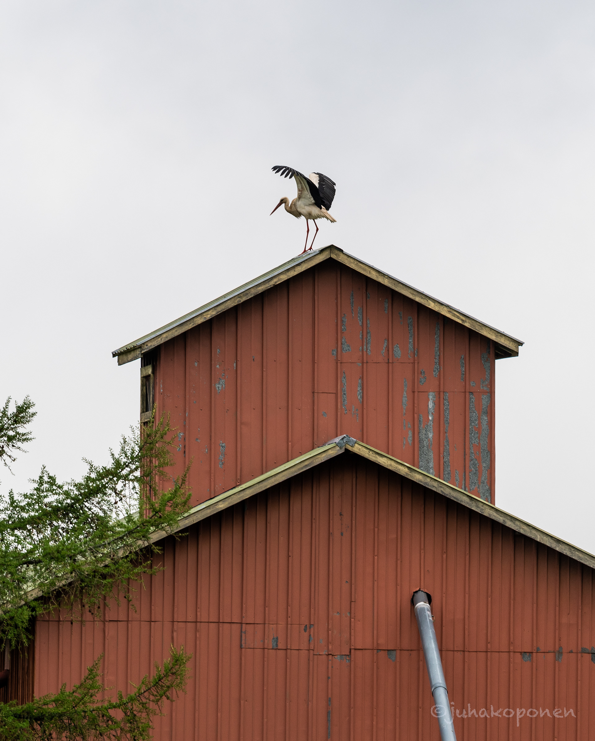 kattohaikara lapinlahti 2021 white stork