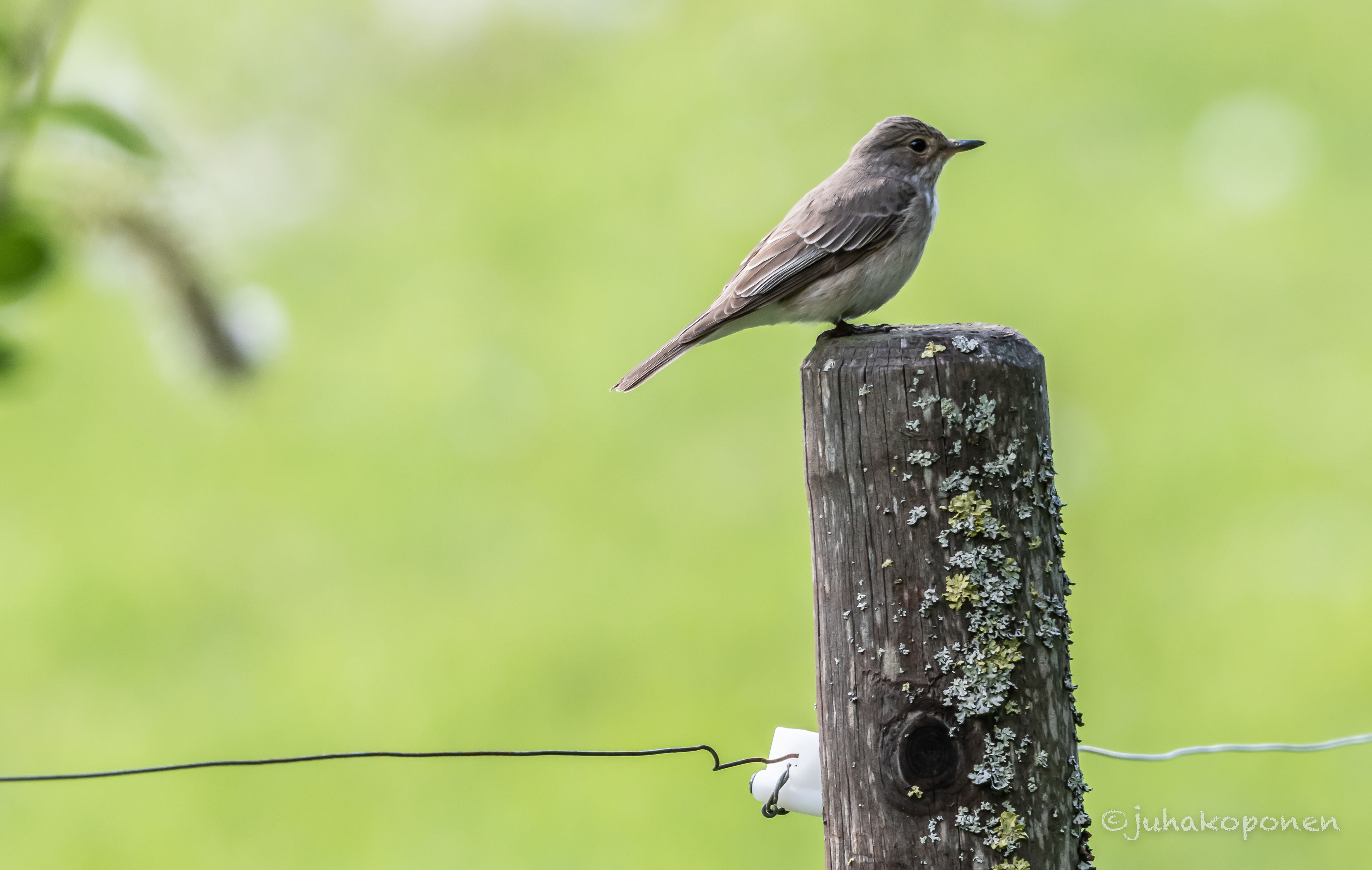 harmaasieppo lapinlahti 2022 spotted flycatcher