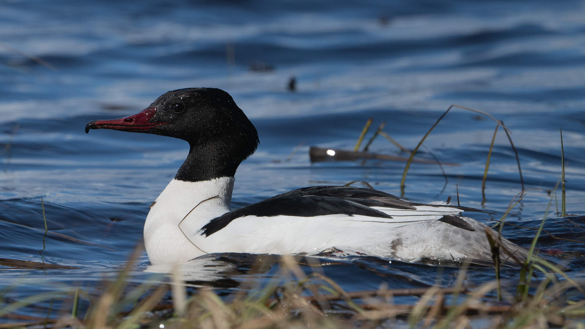 isokoskelo 2020 goosander