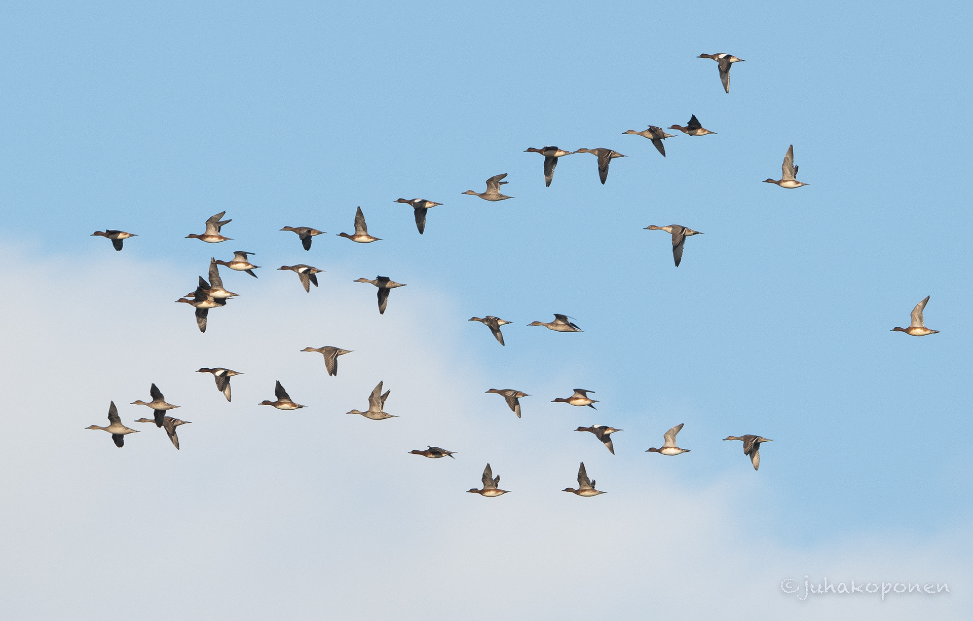 haapanat ja jouhisorsat muuttavat kuopio puutossalmi 2022 migration of ducks