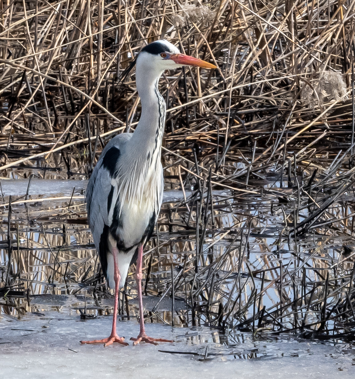 harmaahaikara lapinlahti 2022 grey heron