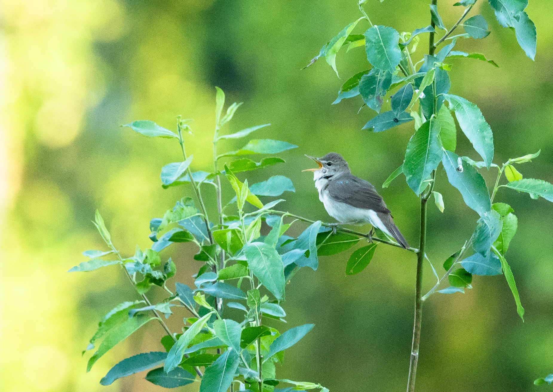 viitakerttunen lapinlahti 2019 Blyth's Reed Warbler