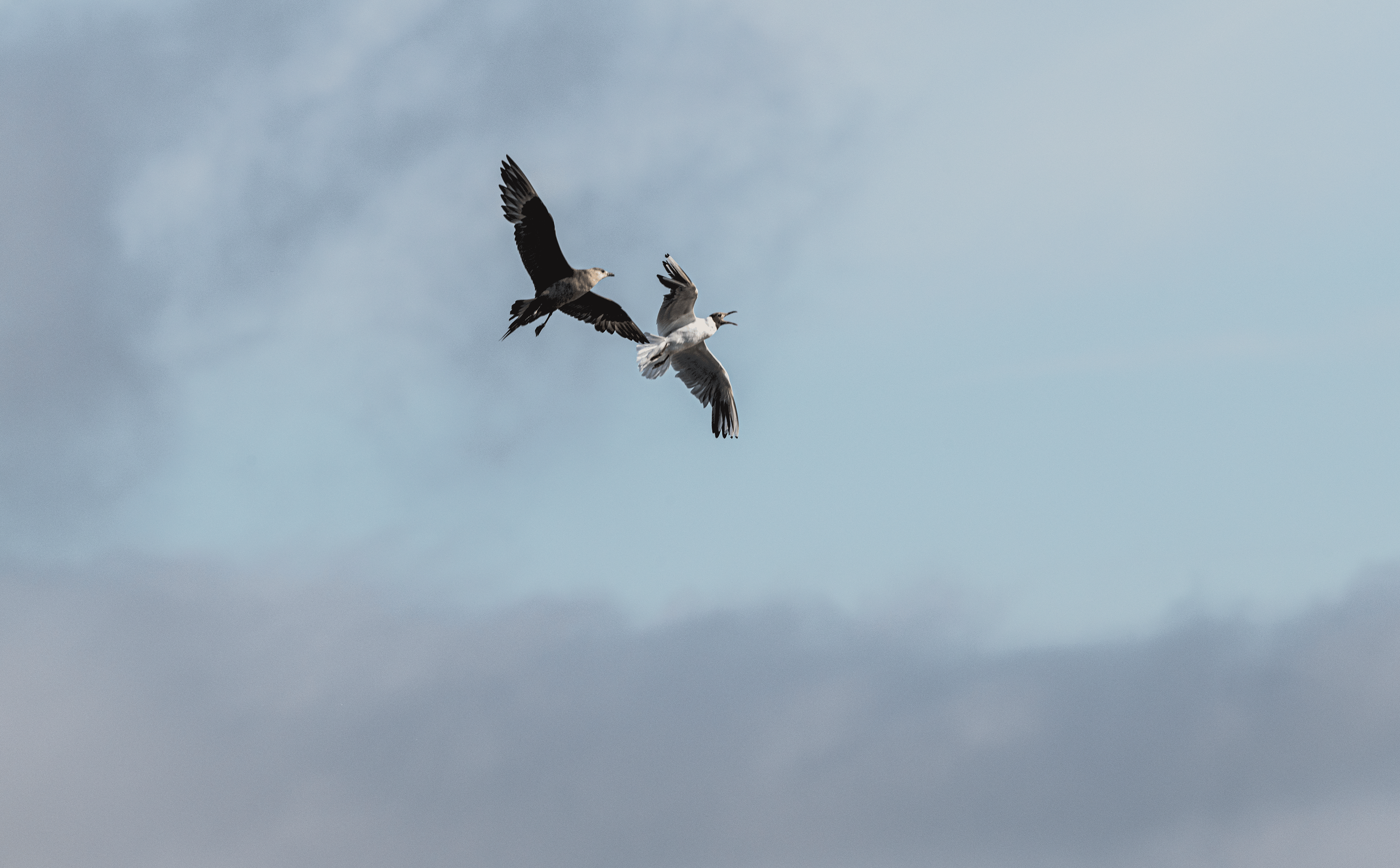 merikihu ja naurulokki kalajoki 2020 arctic skua and black-headed gull