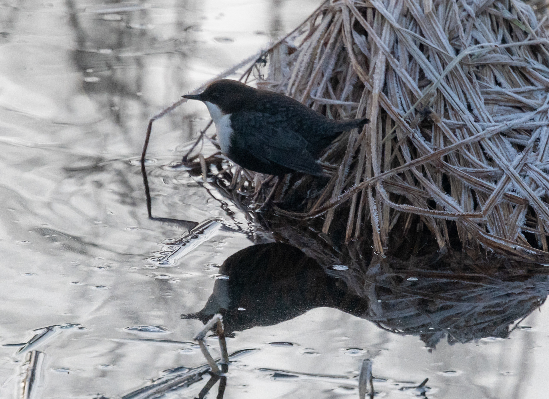 koskikara lapinlahti 2020 white-throated dipper