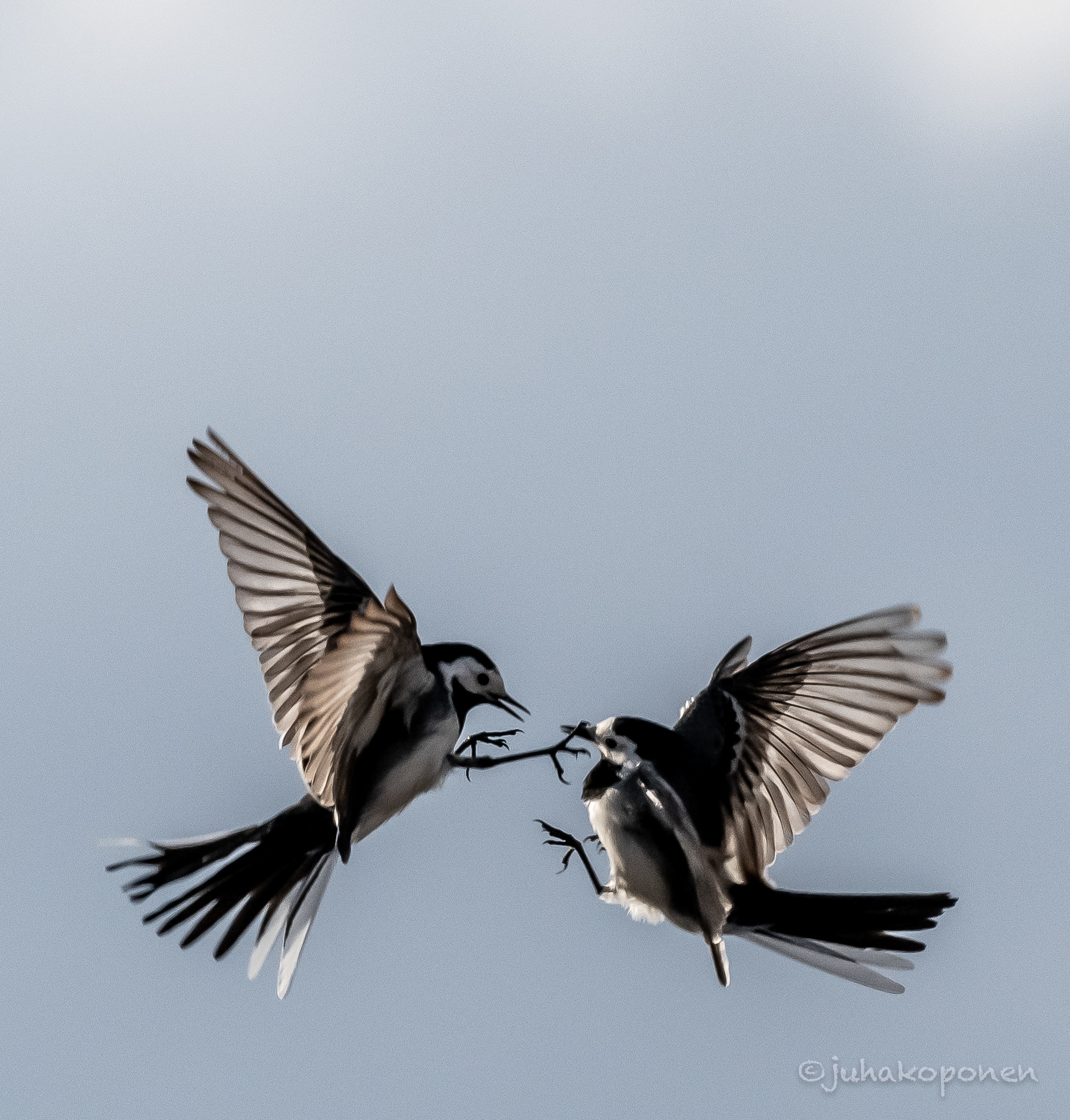 västäräkit lapinlahti 2022 wagtails