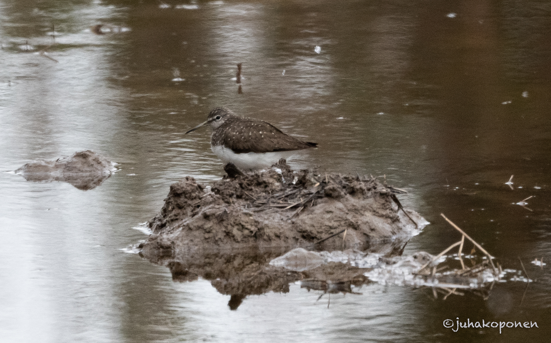 metsäviklo lapinlahti 2021 green sandpiper