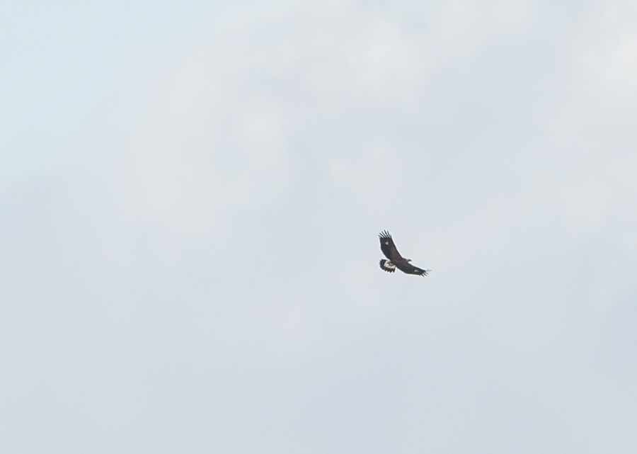 maakotka lapinlahti 2023 golden eagle