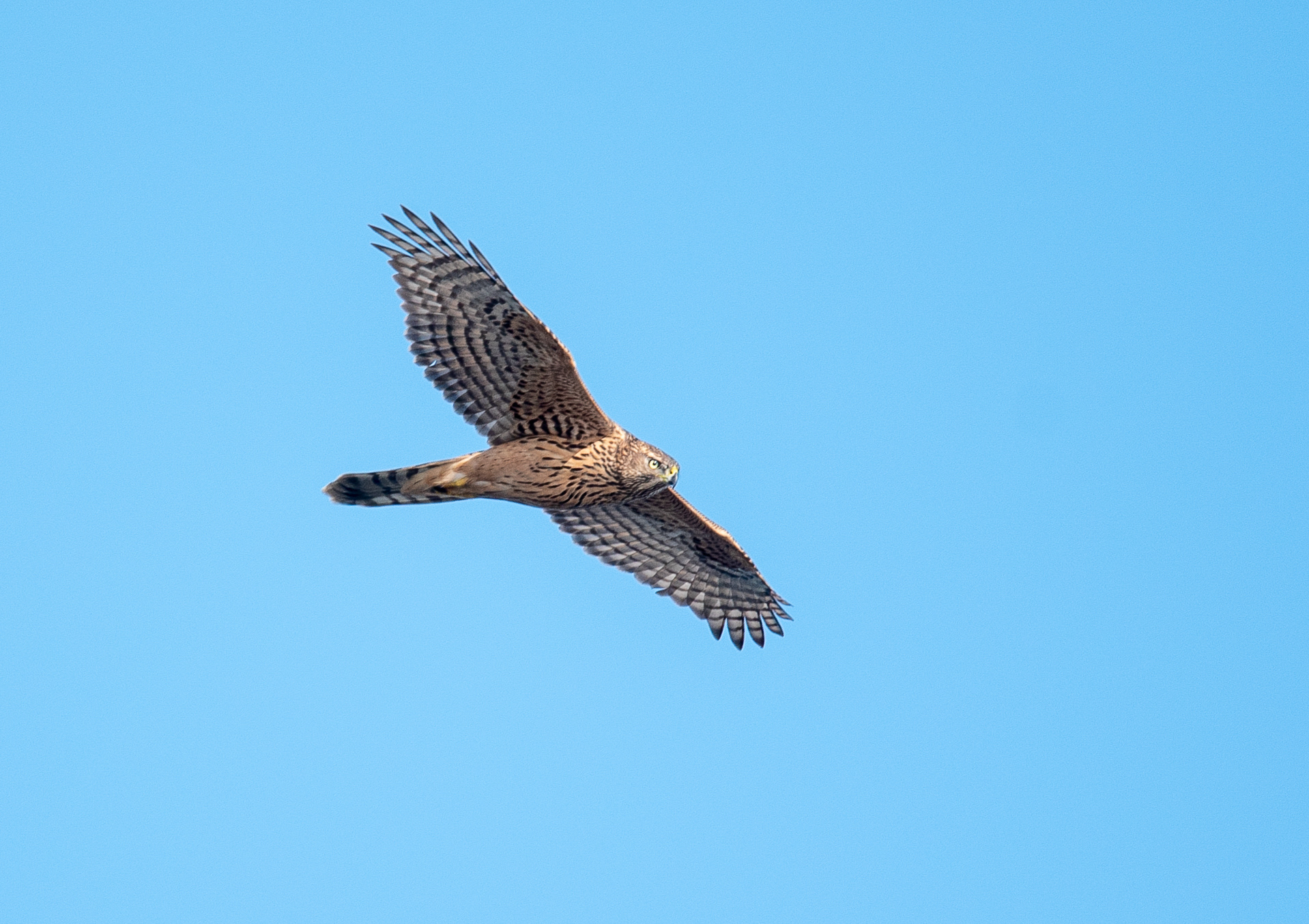 kanahaukka puutossalmi 2019 Northern Goshawk