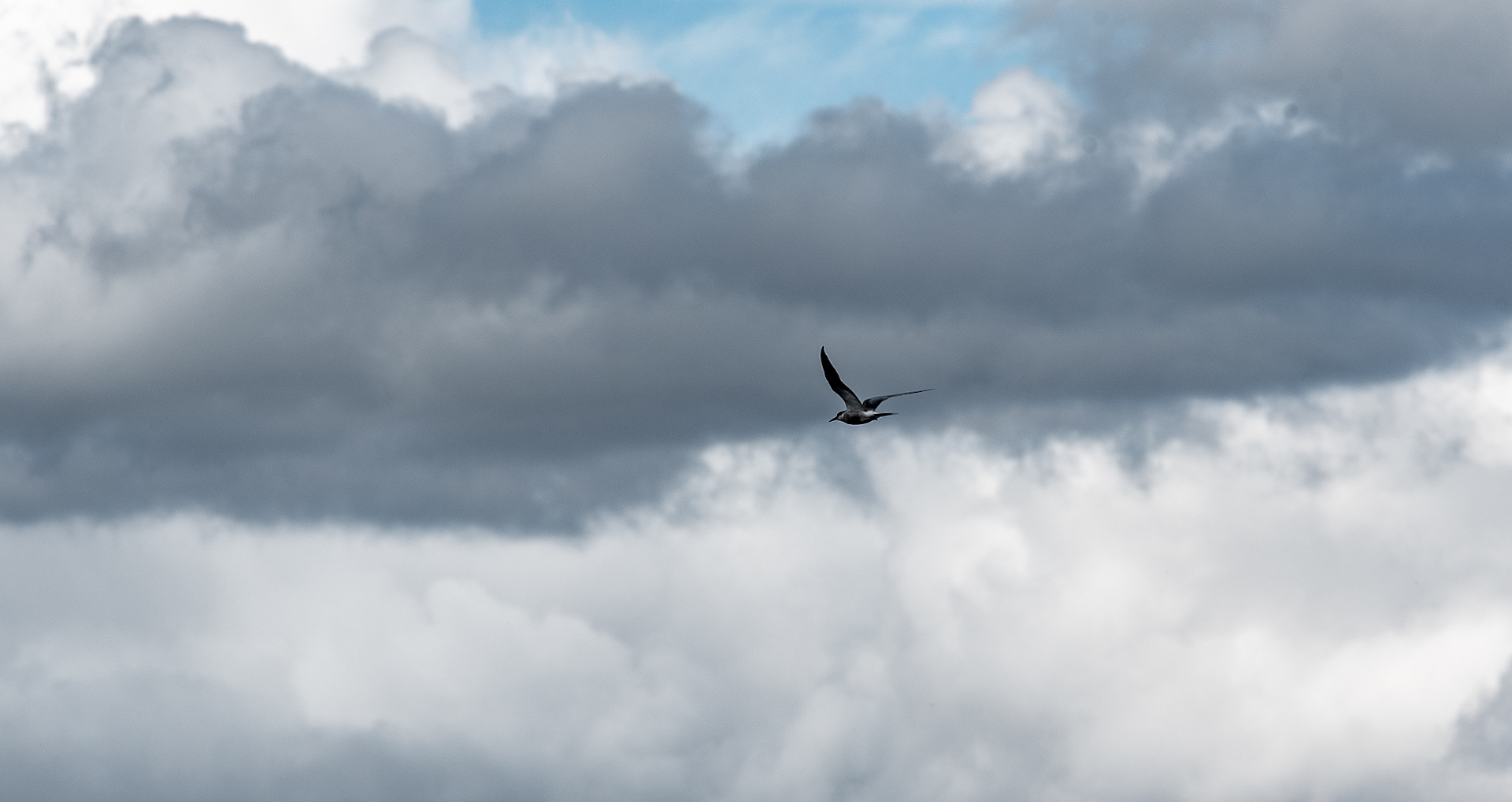 kalatiira lapinlahti 2018 Common Tern