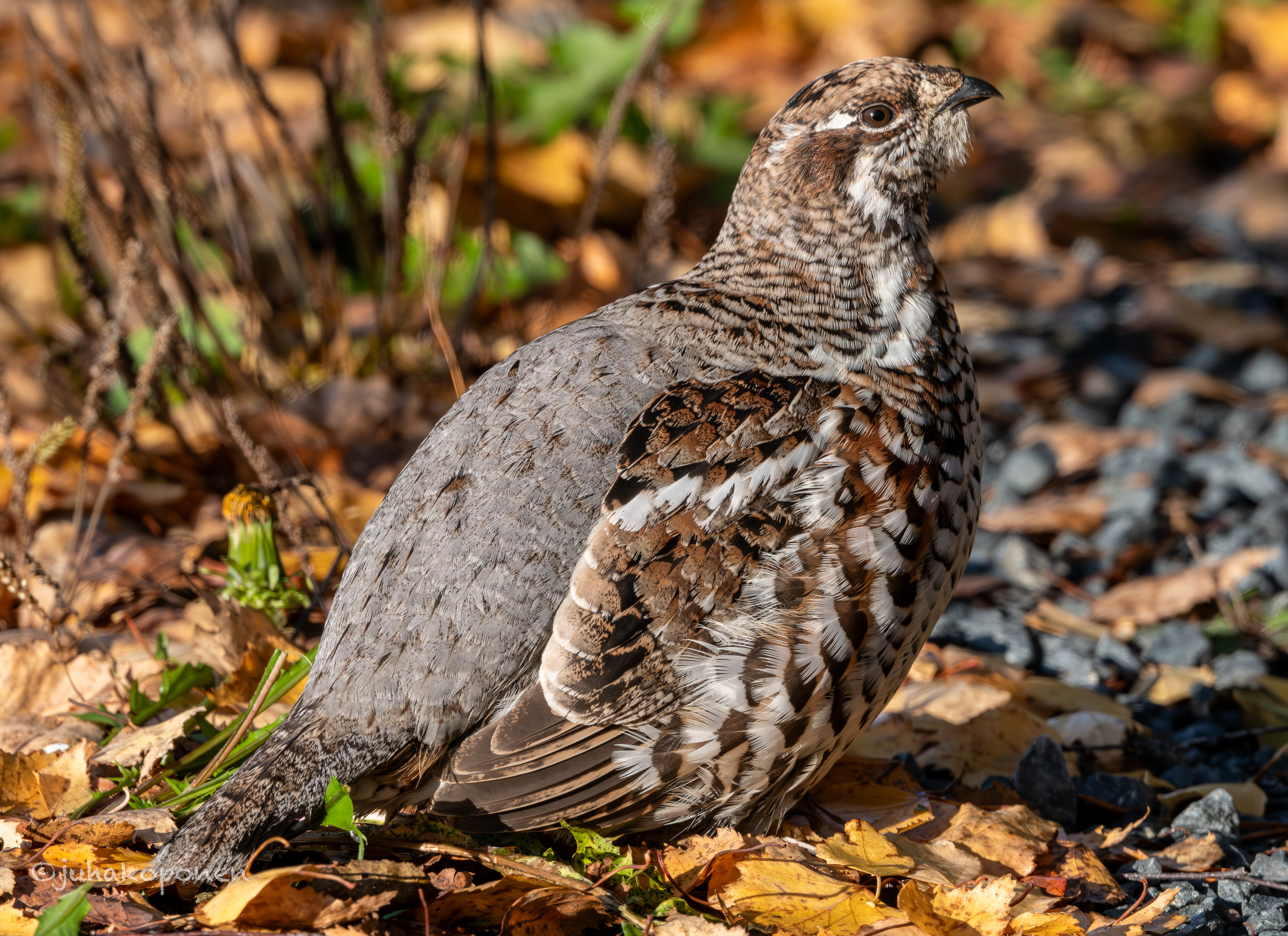 pyy kuopio maaninka 2025 hazel grouse