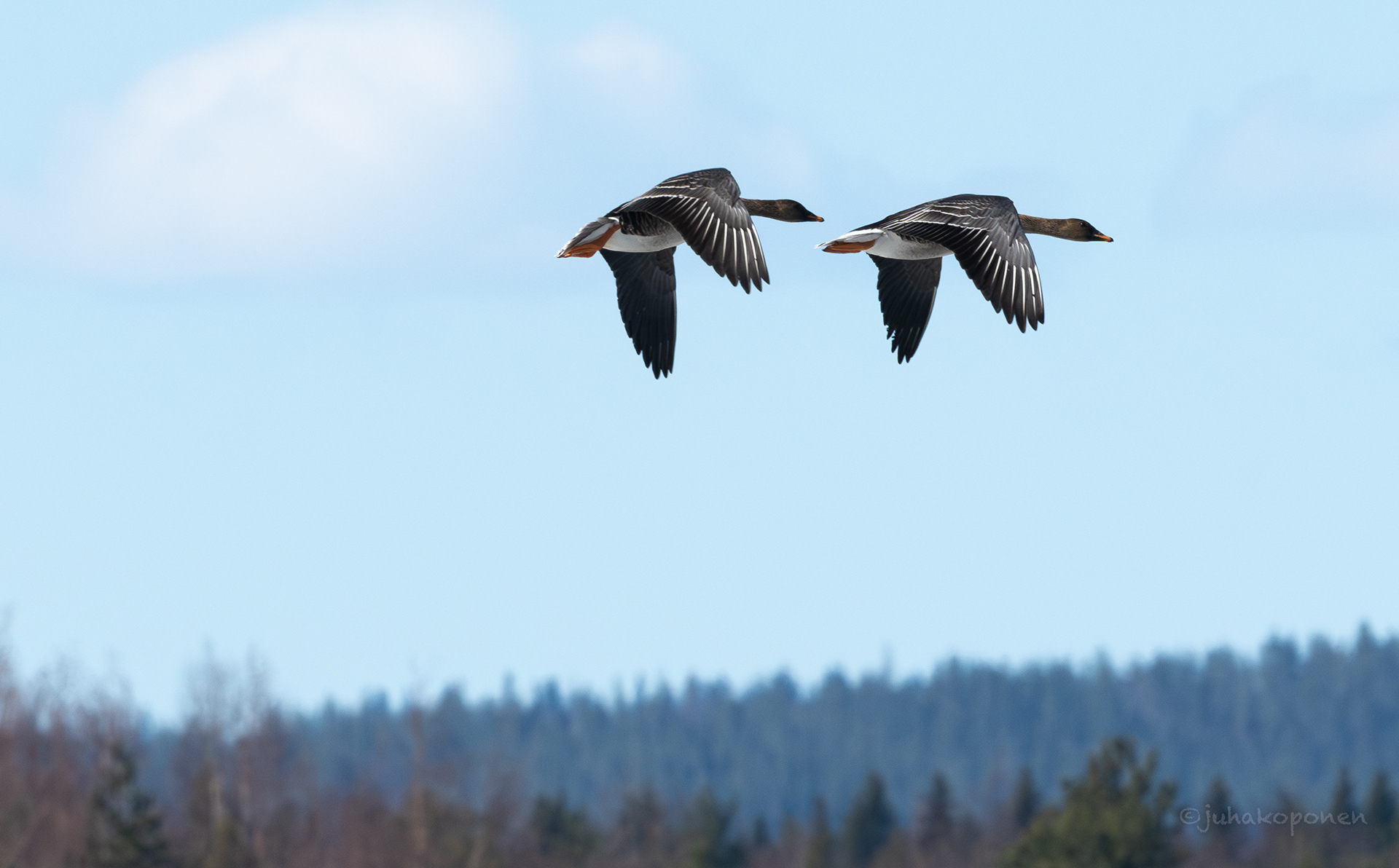 metsähanhia lapinlahti 2023 bean geese