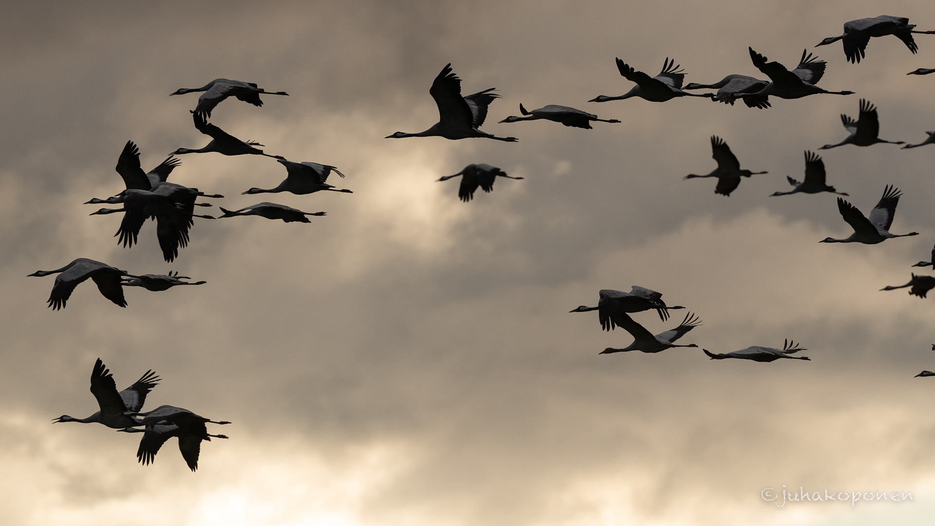 kurkien muutto lapinlahti 2022 migration of common cranes