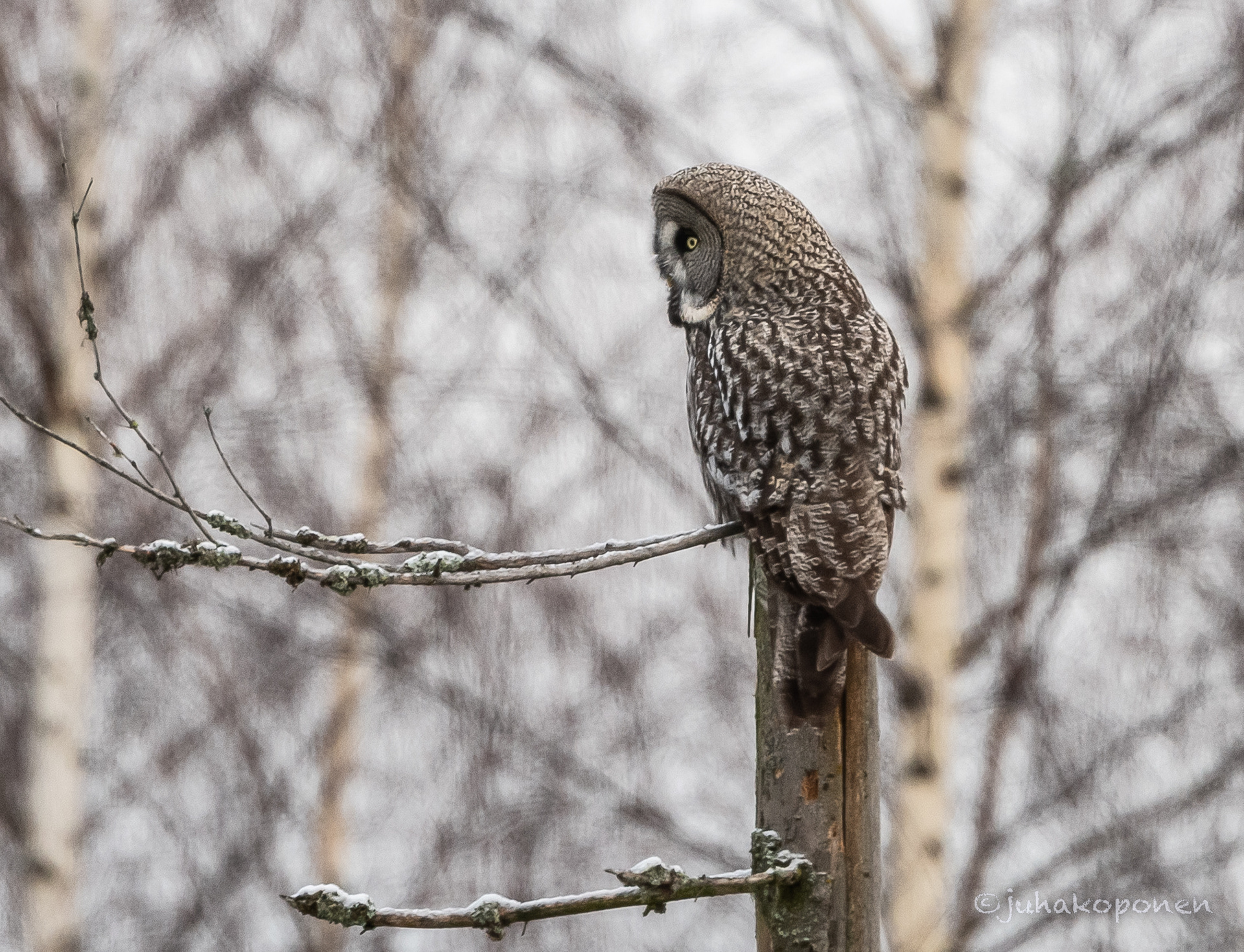 lapinpöllö maaninka 2022 great grey owl