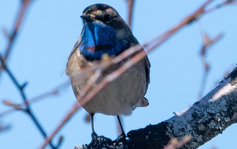 sinirinta 2020 bluethroat