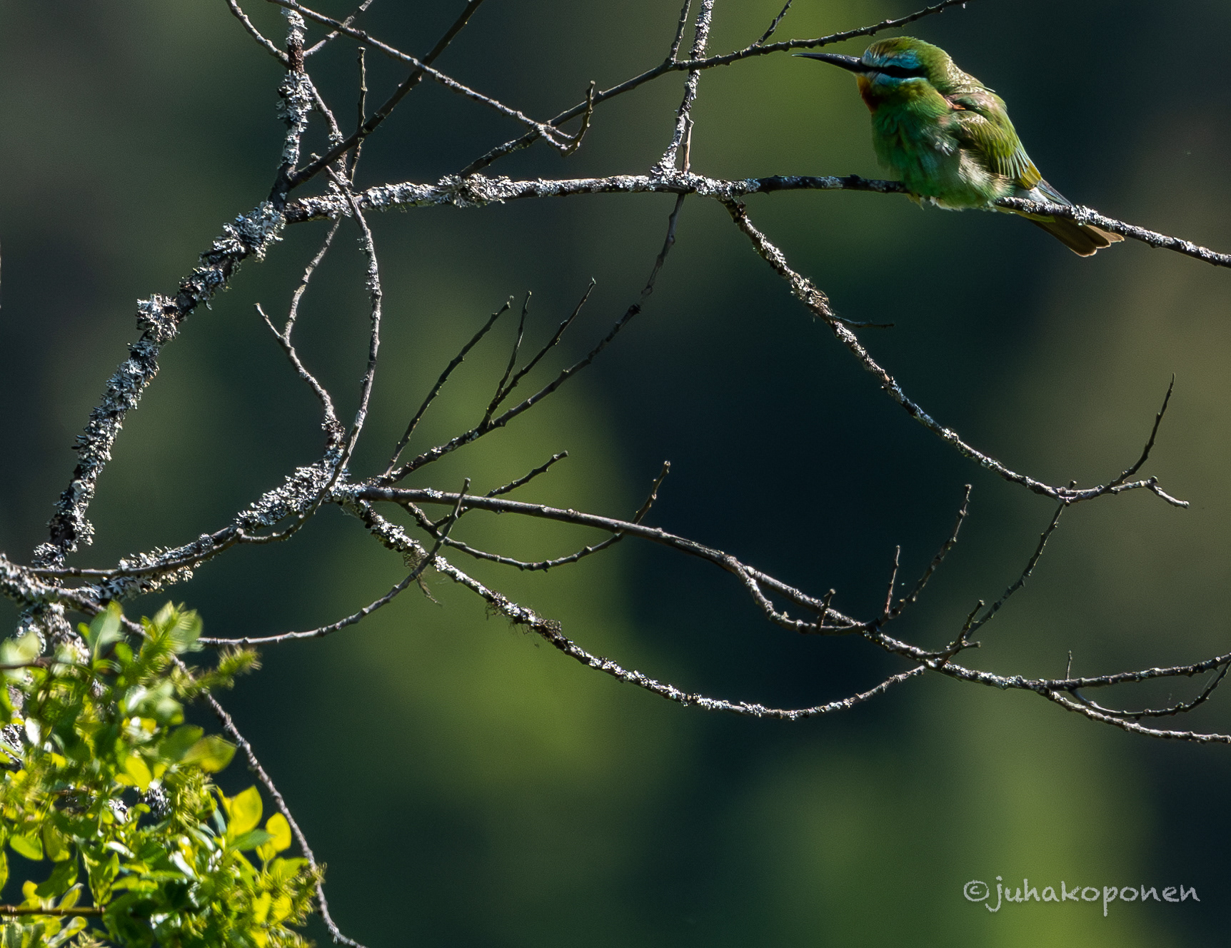 vihermehiläissyöjä kajaani 2023 blue-cheeked bee-eater