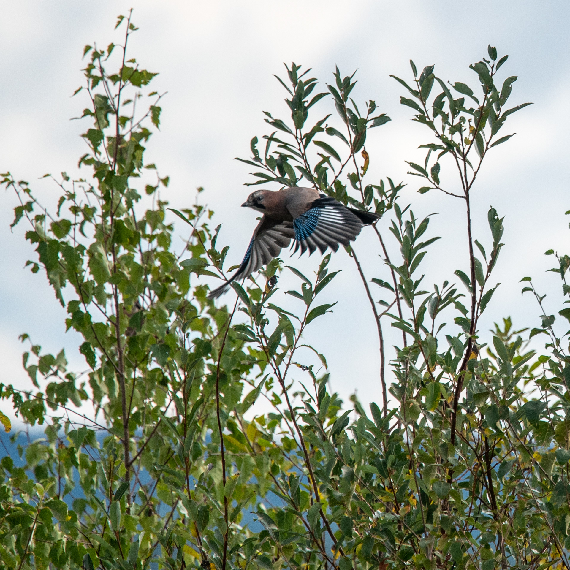 Eurasian Jay