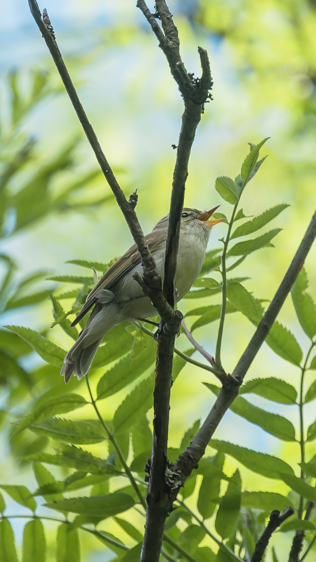 Idänuunilintu Nilsiä Pisa kesäkuu 2019 Greenish Warbler