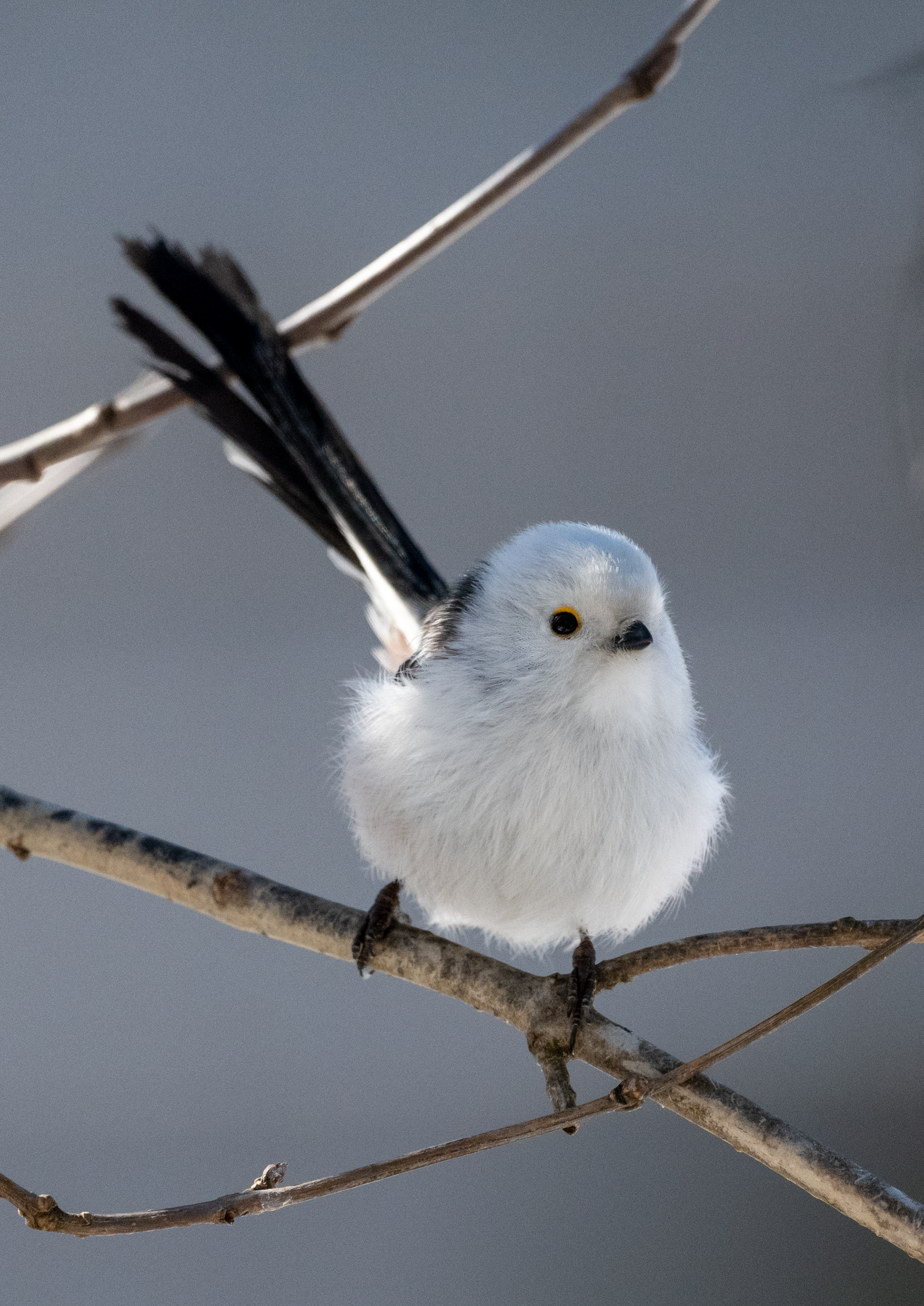 pyrstötiainen lapinlahti 2020 long-tailed tit