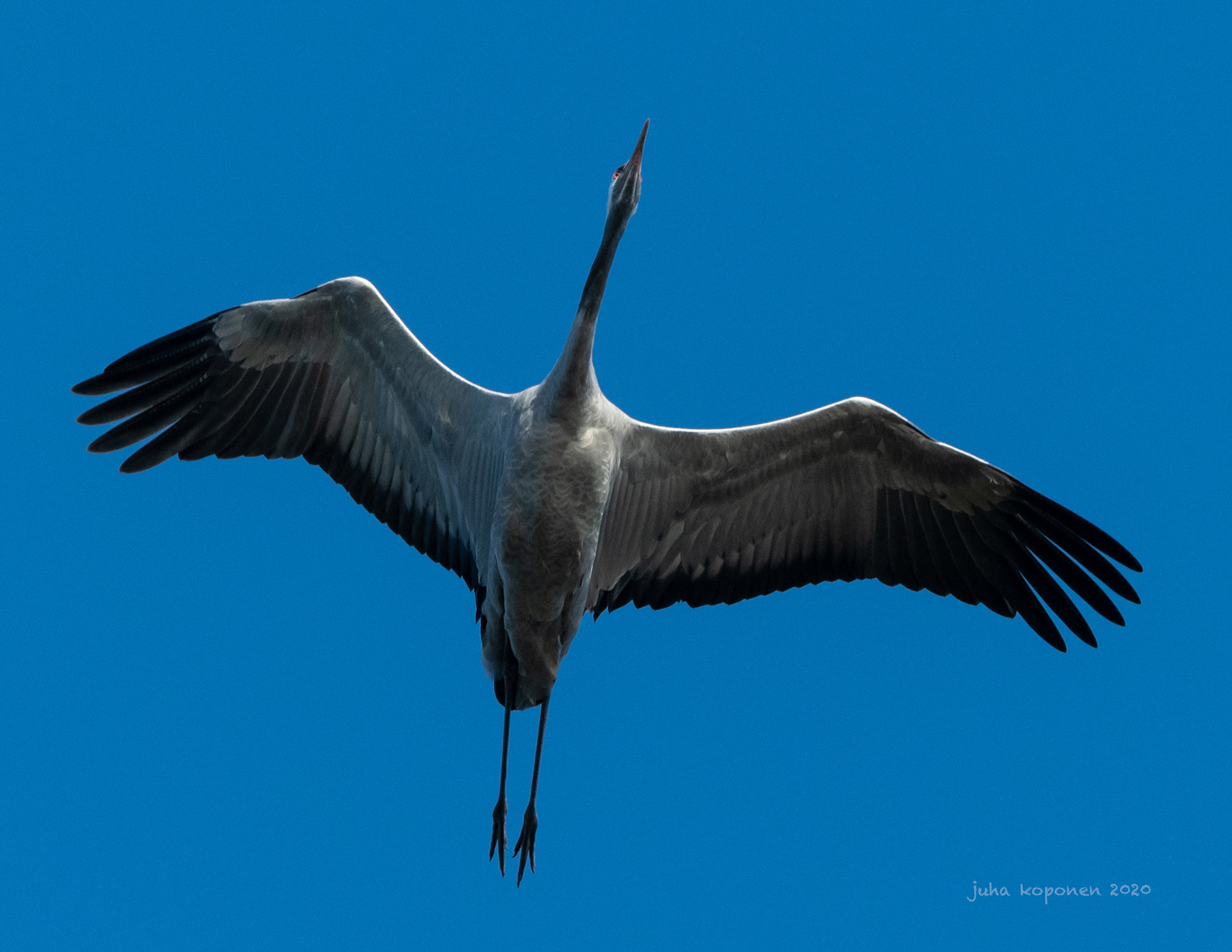 kurki lapinlahti 2020 common crane