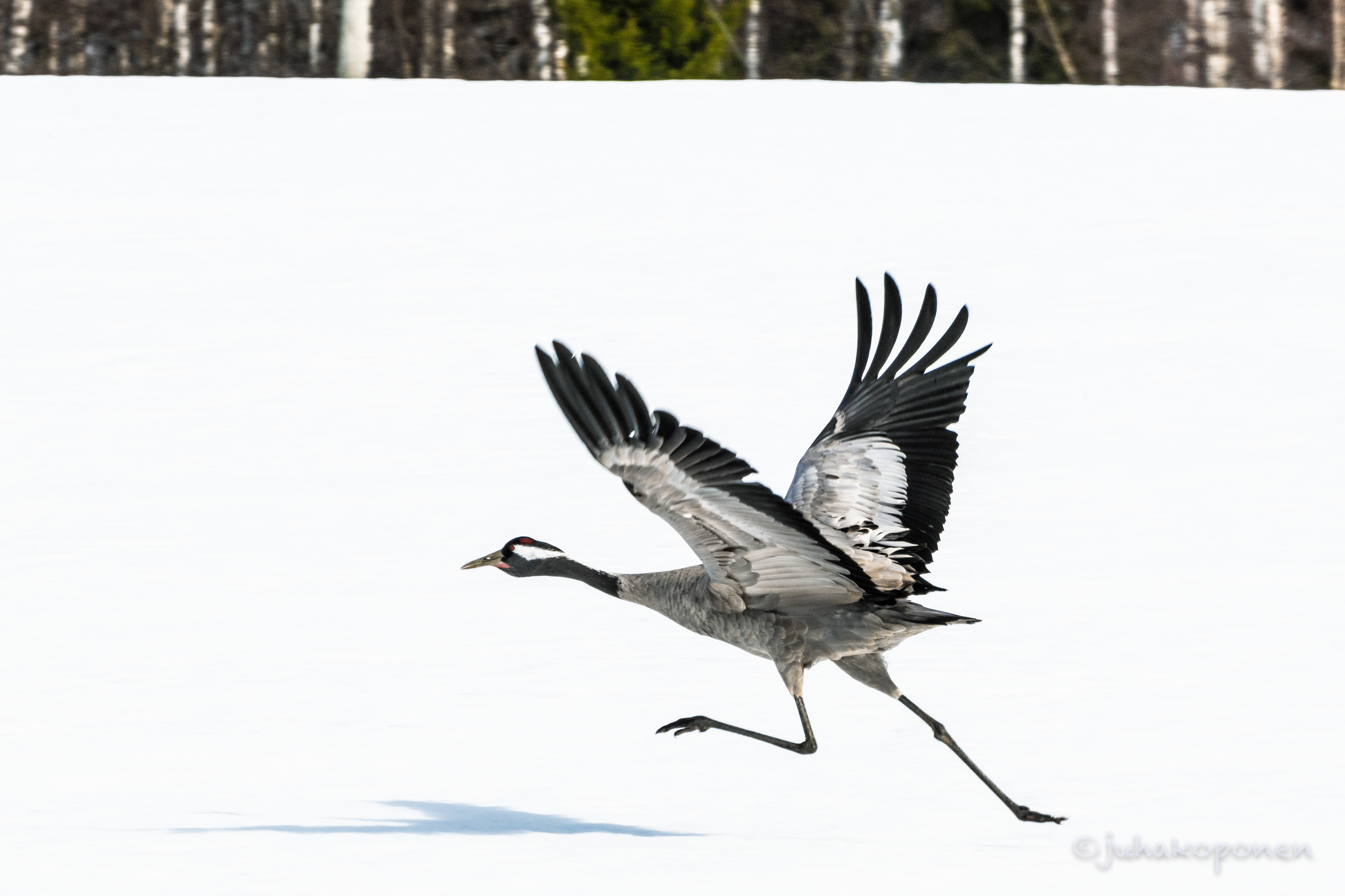 kurki lapinlahti 2022 common crane