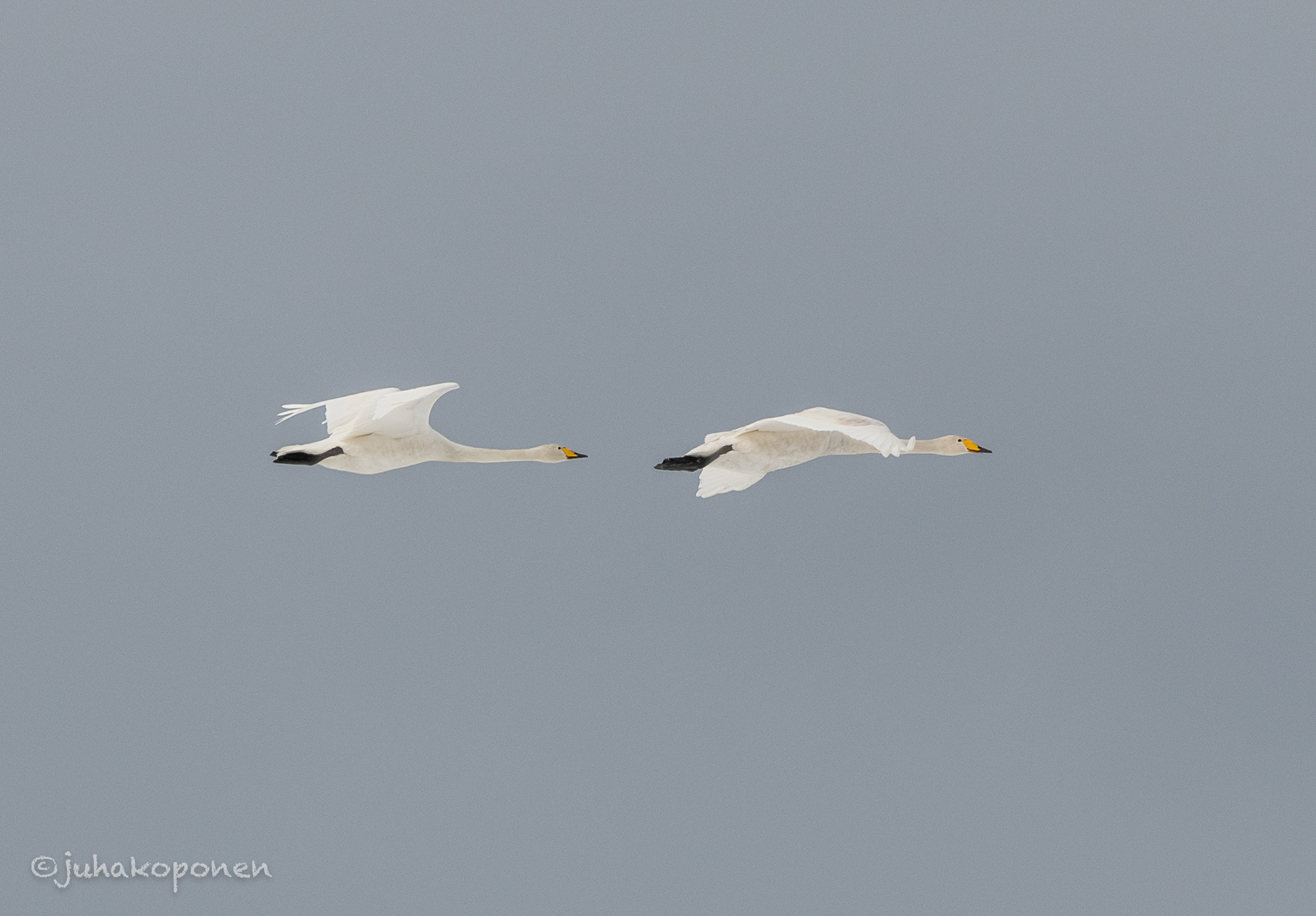 laulujoutsenet lapinlahti 2021 whooping swans