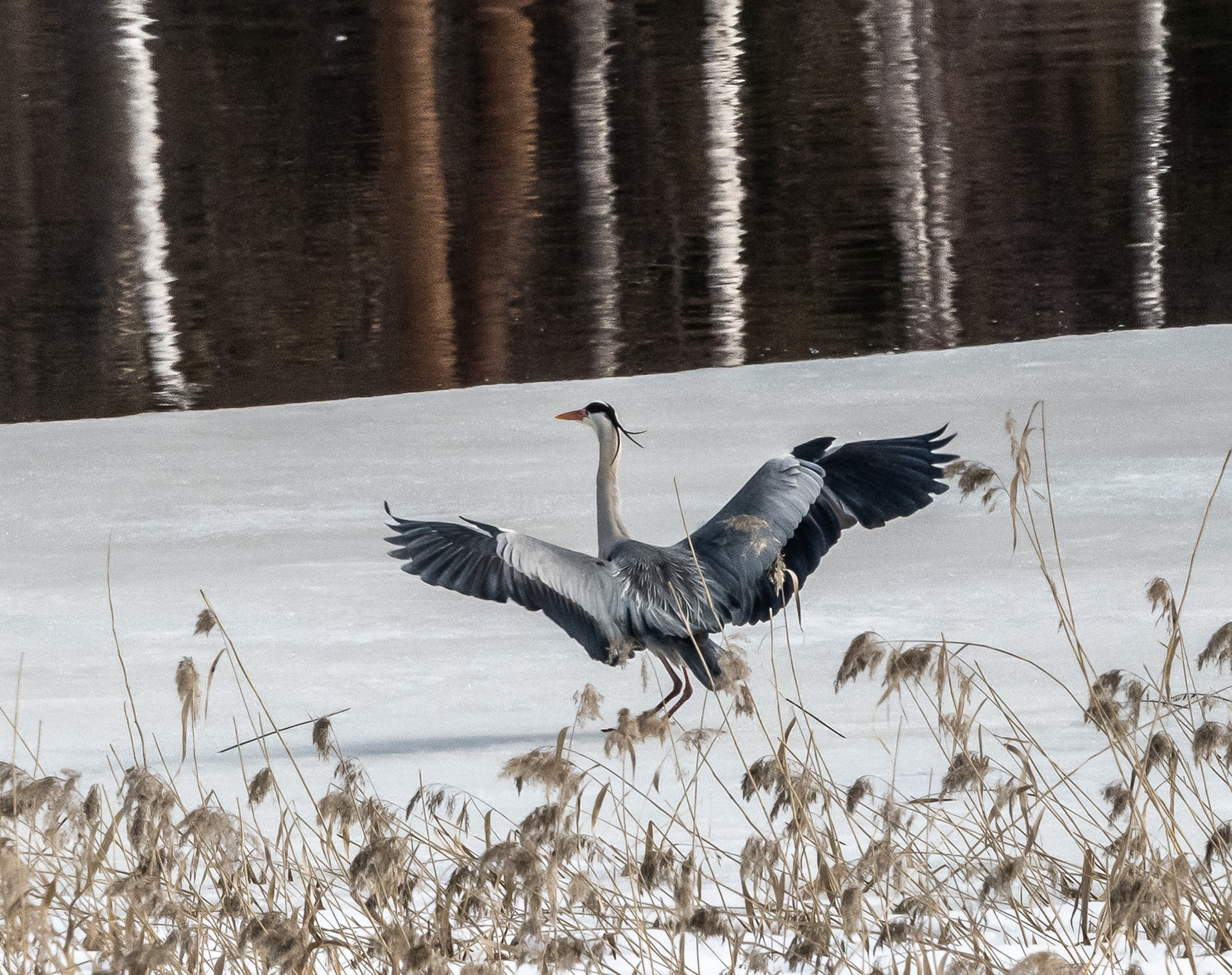 harmaahaikara lapinlahti 2022 grey heron