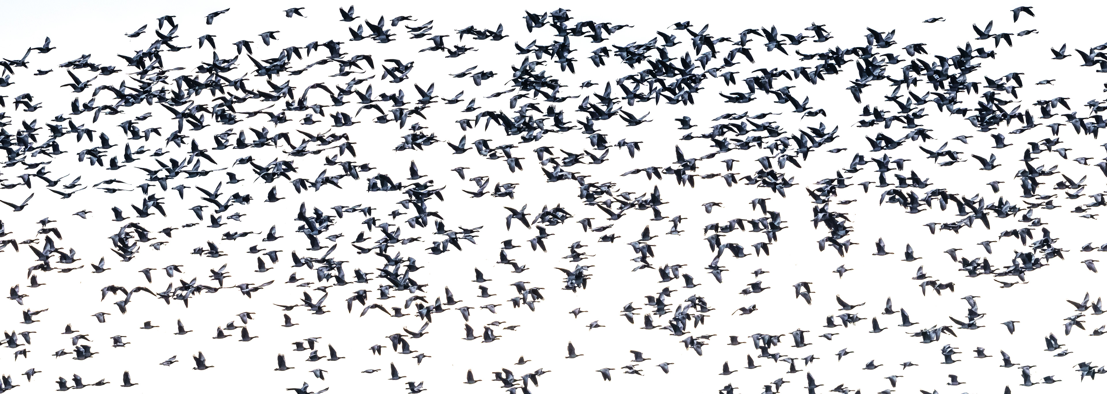 valkoposkihanhia lapinlahti 2020 barnacle geese