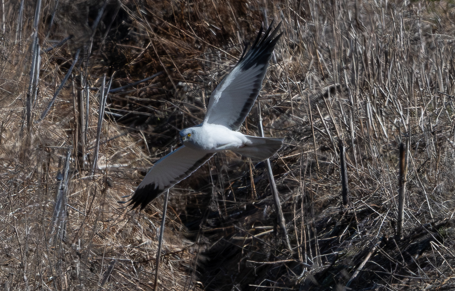 sinisuohaukka koiras Lapinlahti 2026 male hen harrier