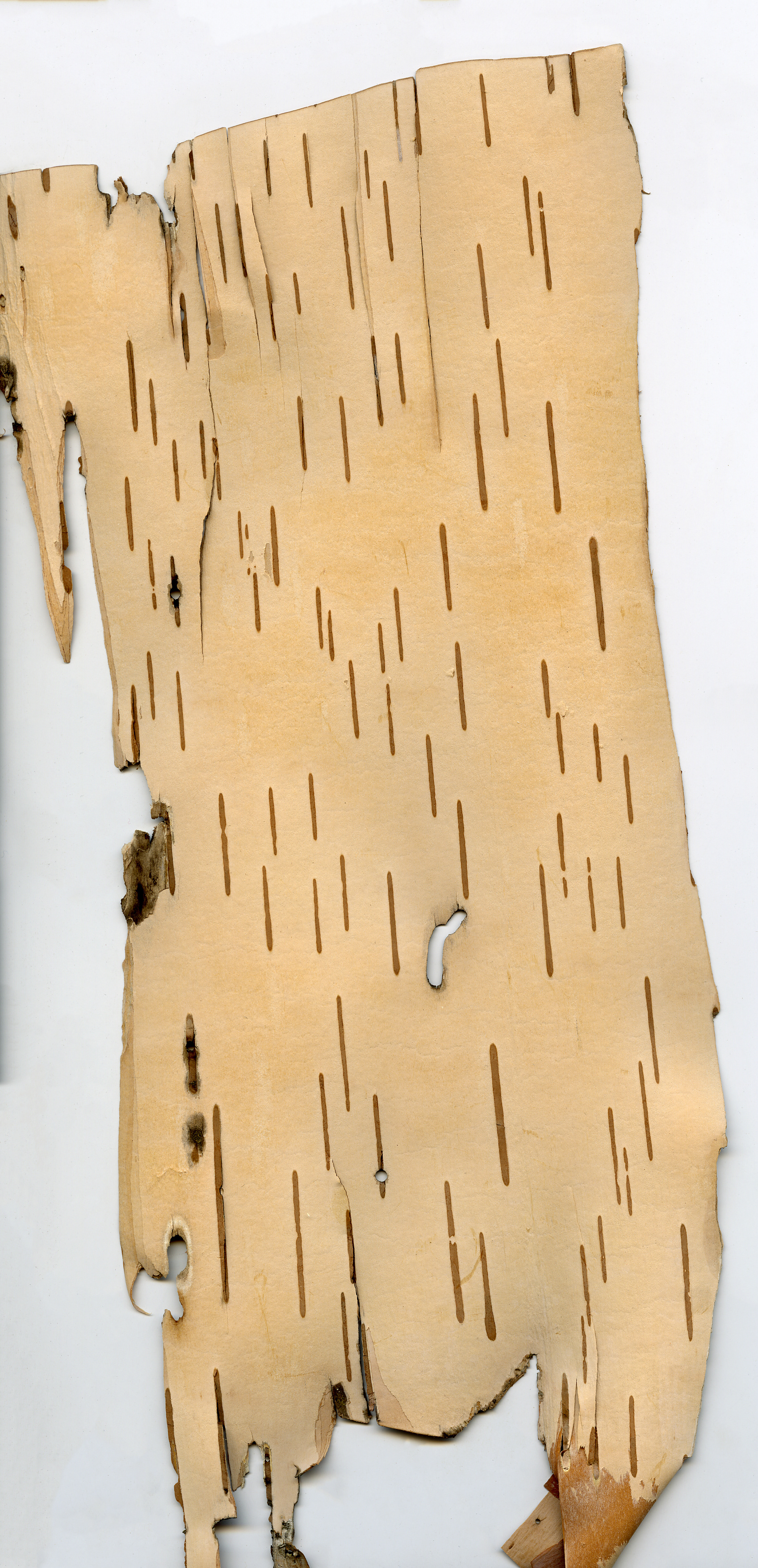 Birchbark Scan 6