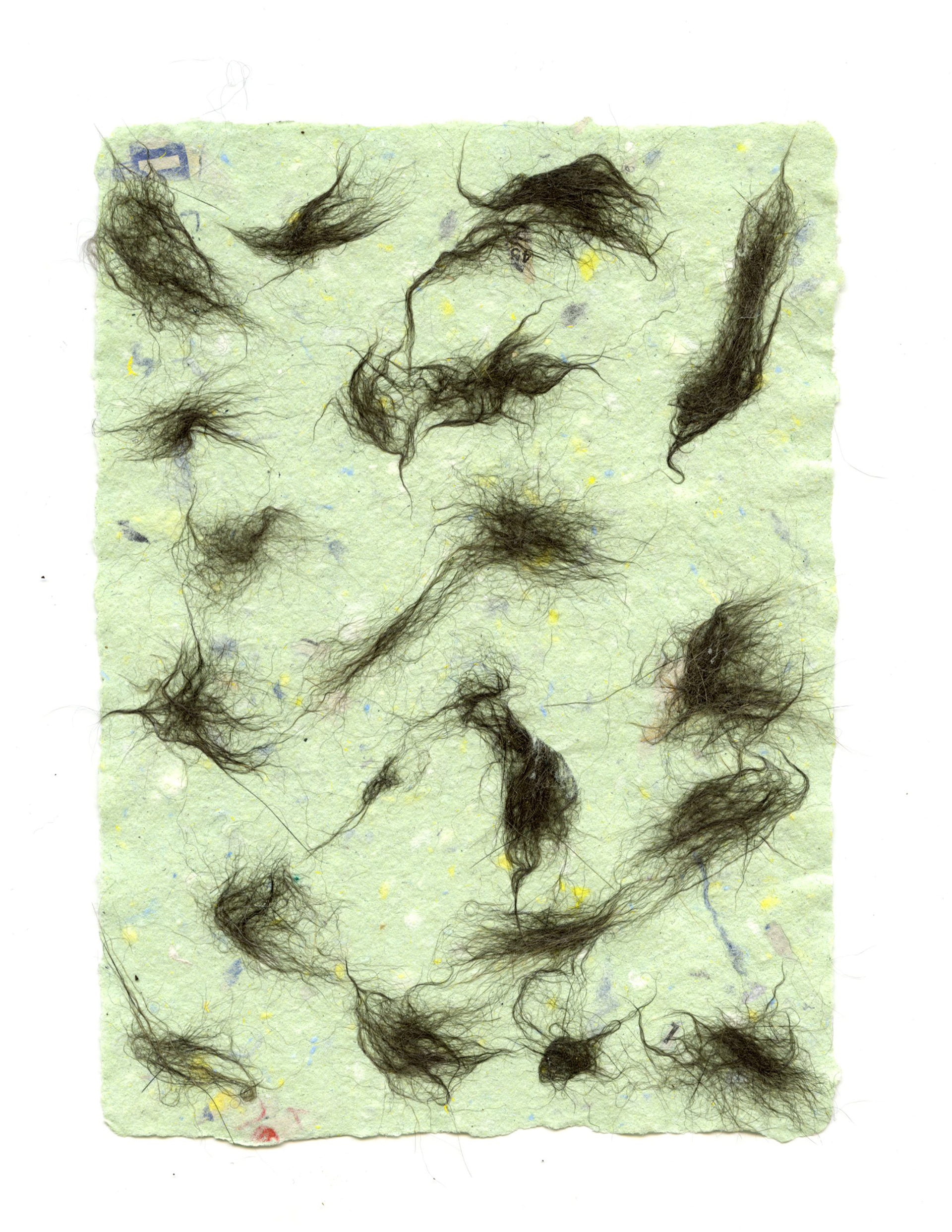 cat hair paper "Dennis"